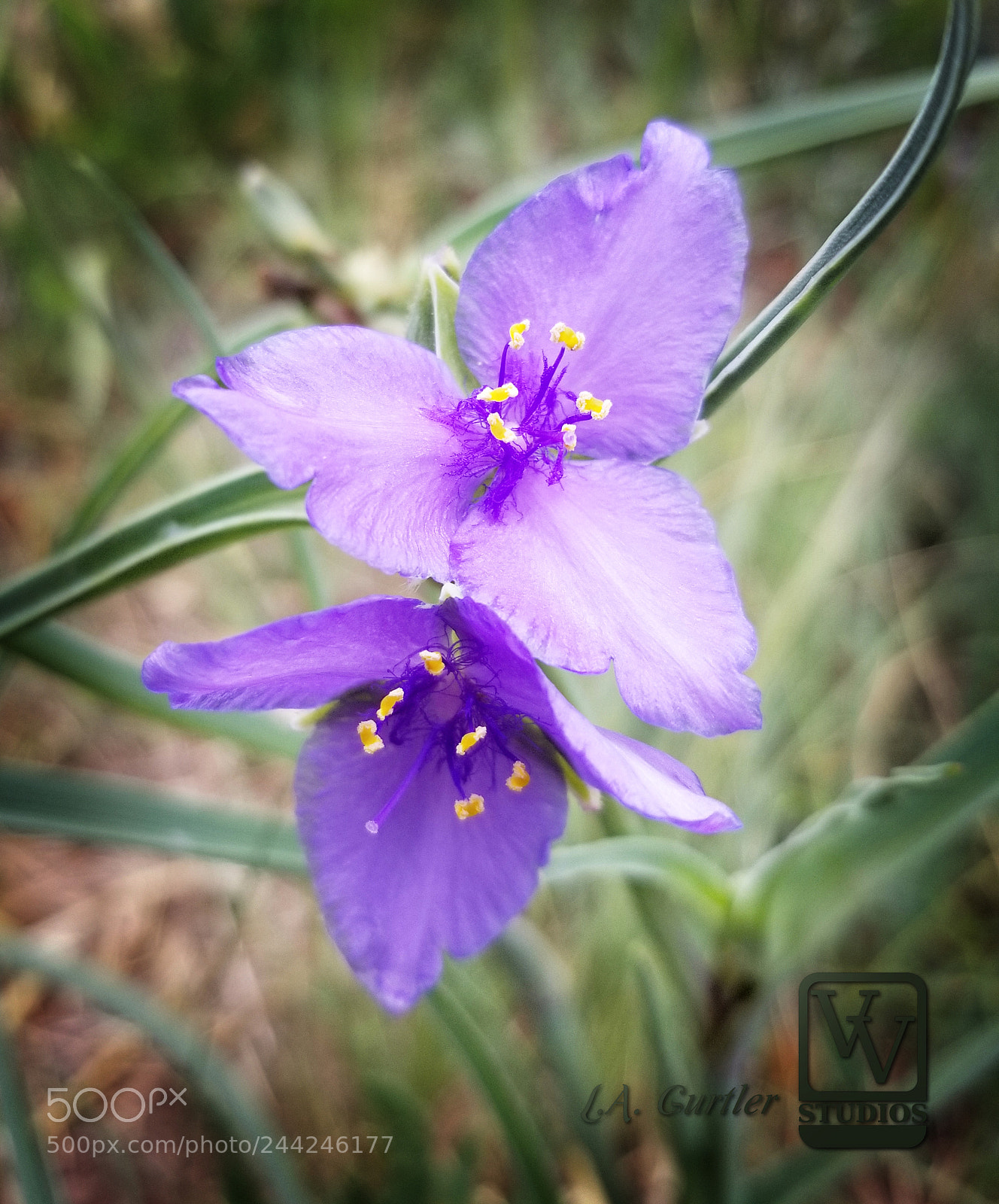 Samsung Galaxy S8 sample photo. Prairie spiderwort photography