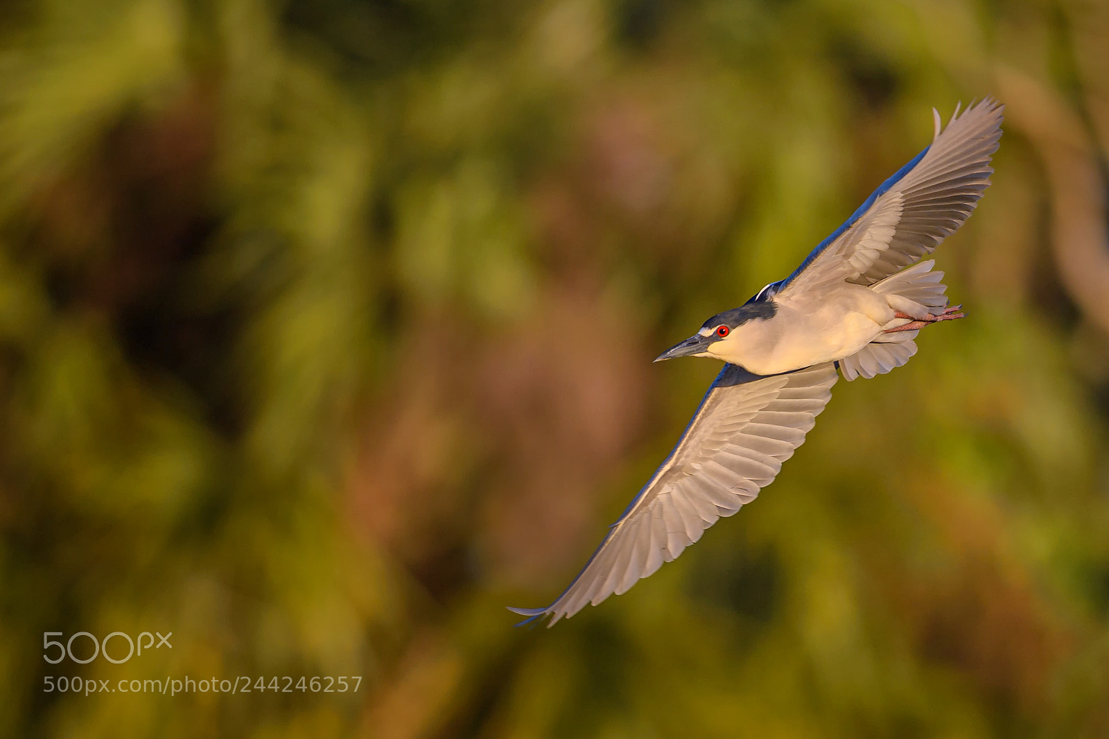 Nikon D5 sample photo. Black-crowned night heron nycticorax photography