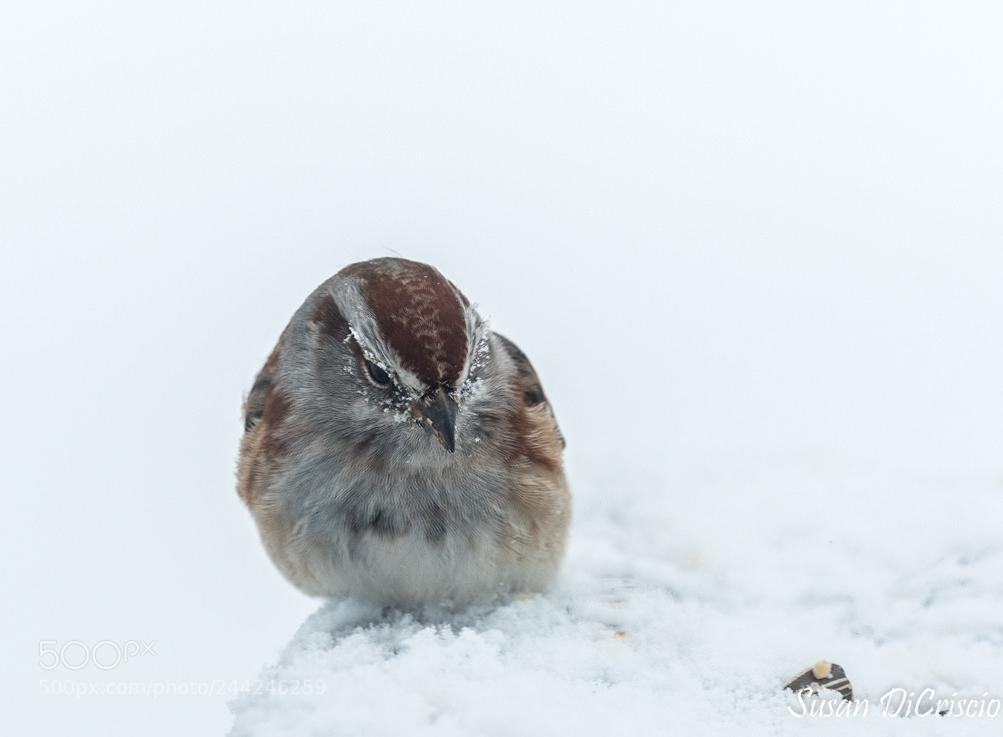Nikon D500 sample photo. Contemplating a seed photography