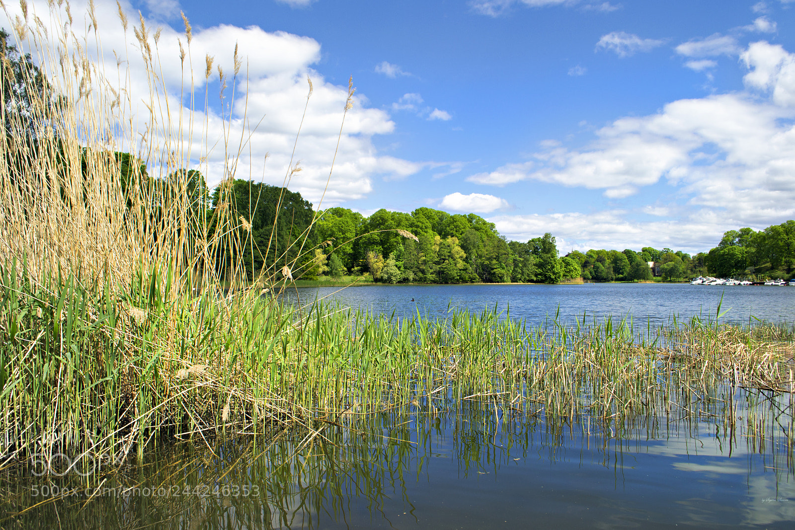 Nikon D3100 sample photo. Spring memories photography