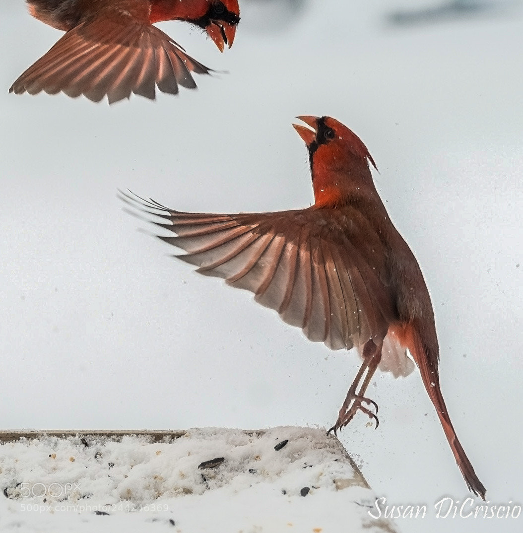 Nikon D500 sample photo. A little spat photography
