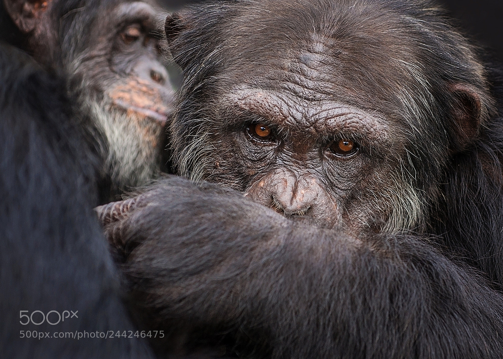 Nikon D3S sample photo. Grooming close-up photography