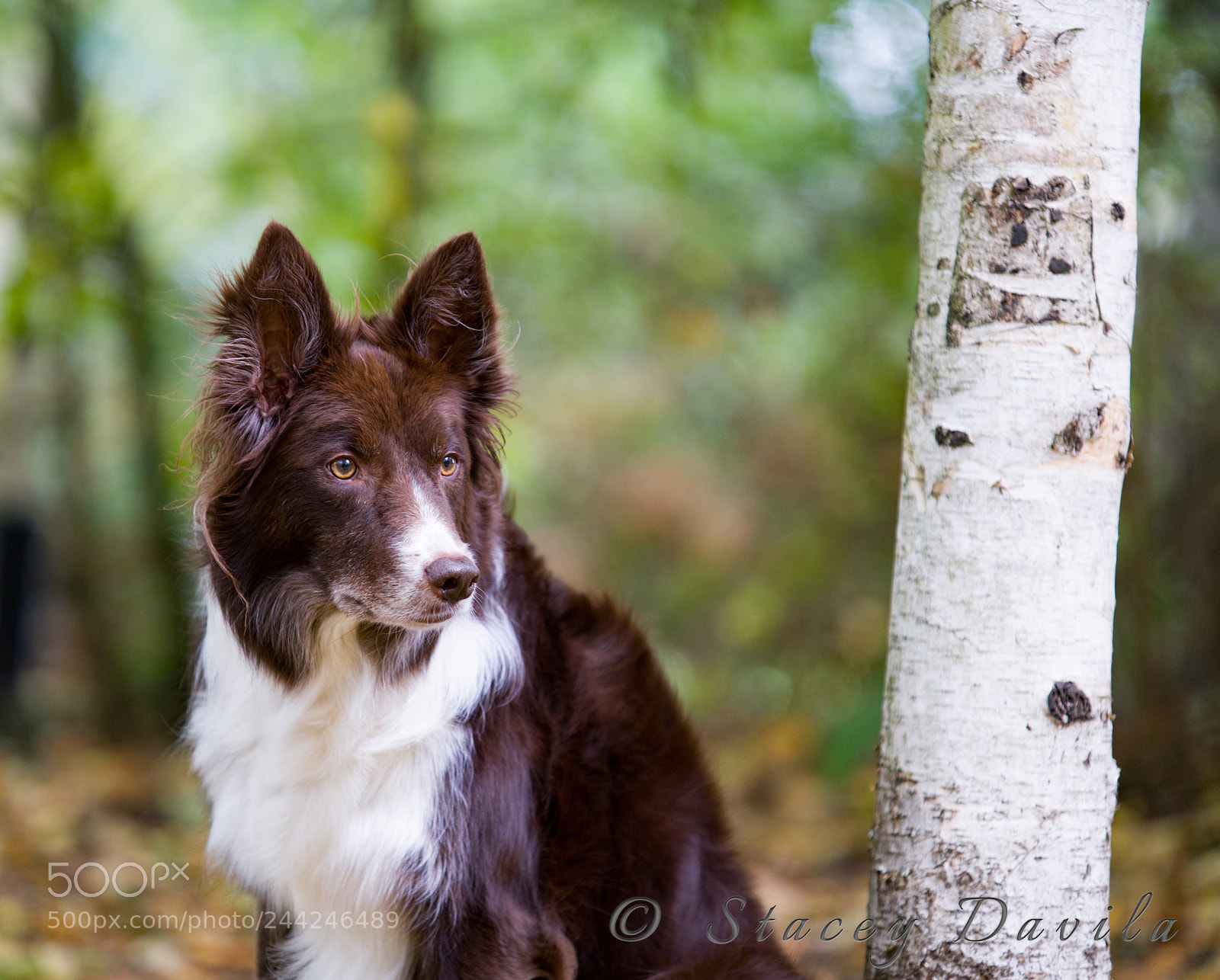Sony a99 II sample photo. The colors of autumn photography