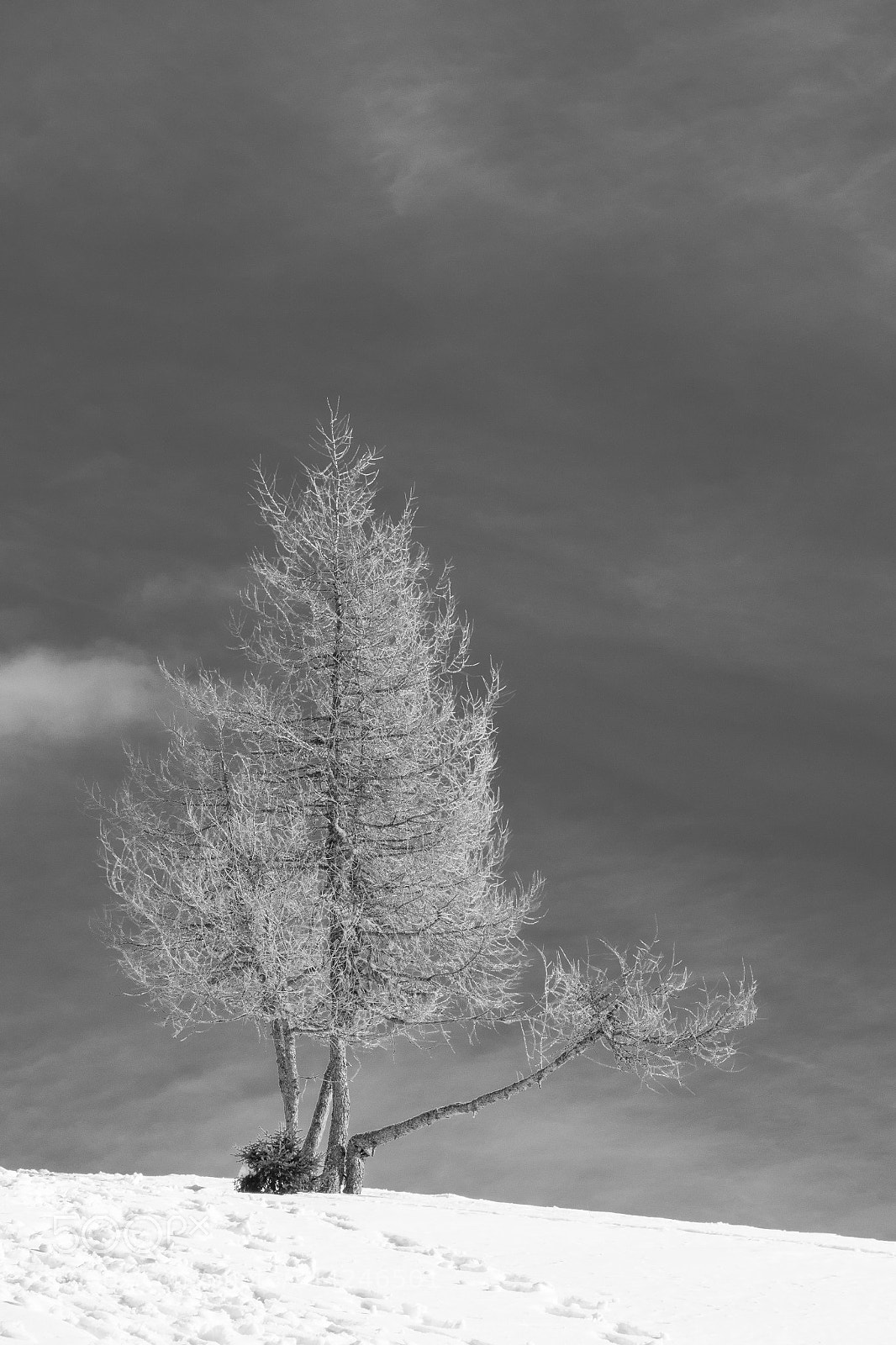Olympus OM-D E-M1 Mark II sample photo. Lonley larch photography