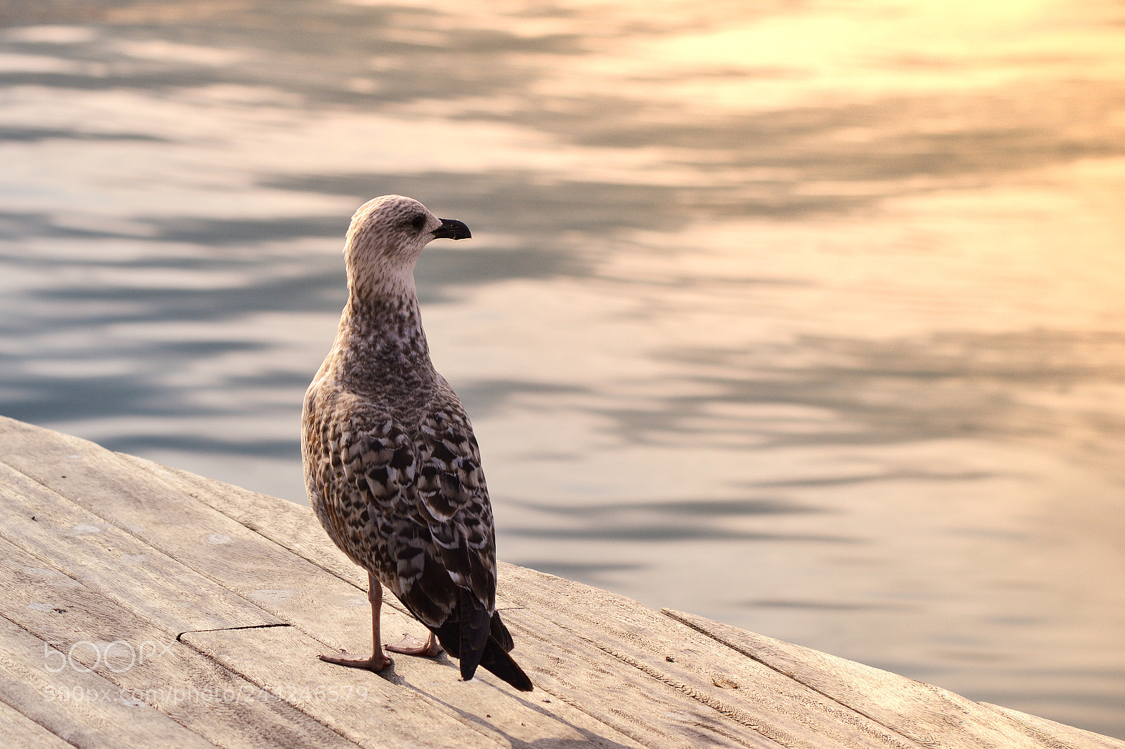 Nikon D3200 sample photo. The gull photography