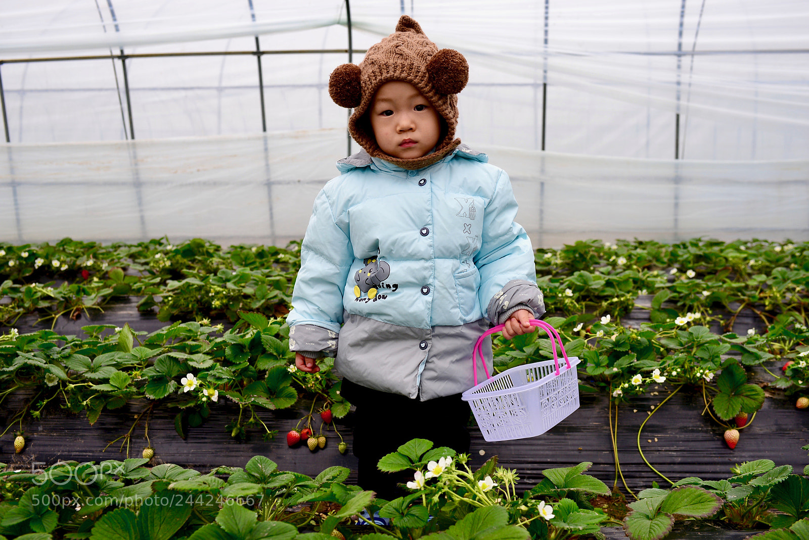 Nikon D610 sample photo. 采草莓 photography