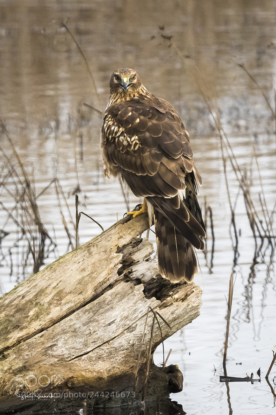 Nikon D850 sample photo. Female northern harrier photography