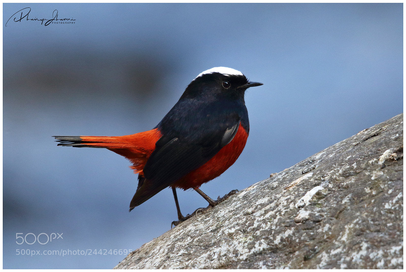 Canon EOS 7D Mark II sample photo. White-capped water-redstart ♂ photography