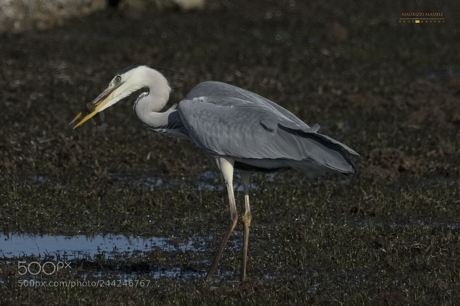 Pentax K-3 sample photo. Gray heron photography