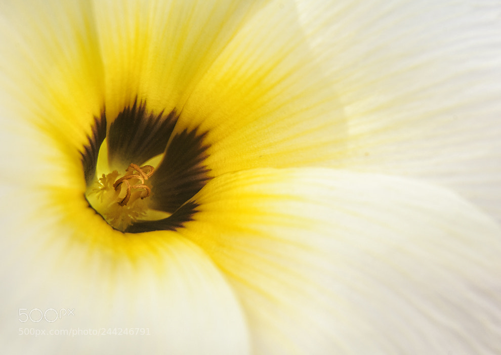 Nikon D90 sample photo. White flower at hindu photography