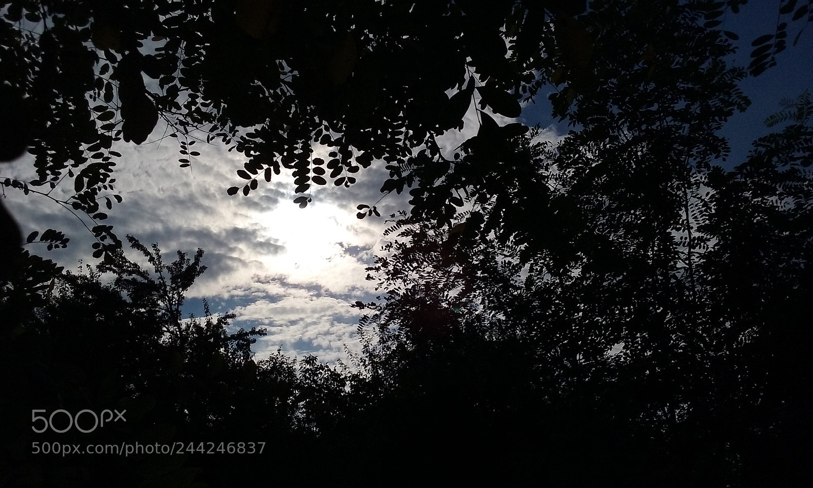 Samsung Galaxy Core Prime sample photo. Jungle time photography