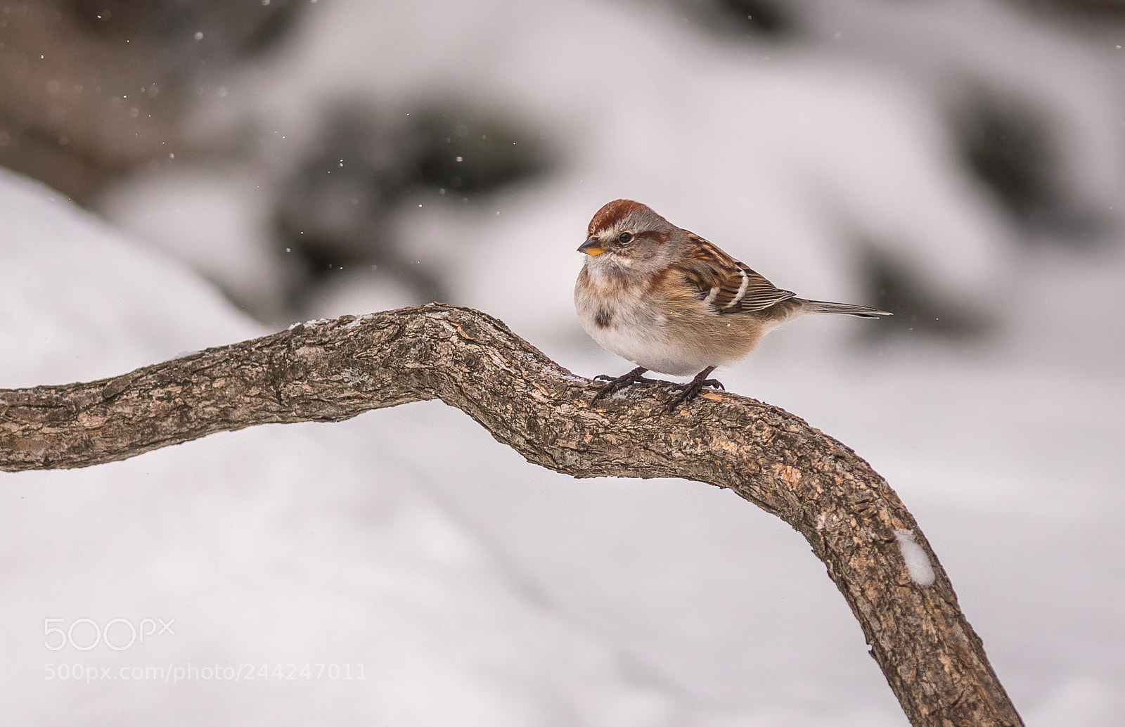 Nikon D500 sample photo. White-throated sparrow in winter photography
