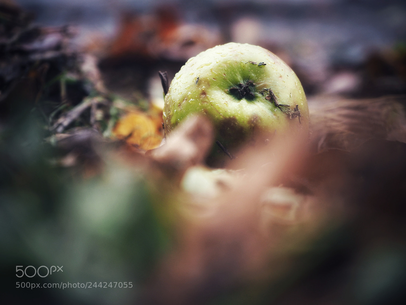 Olympus OM-D E-M10 II sample photo. Autumnal apple photography