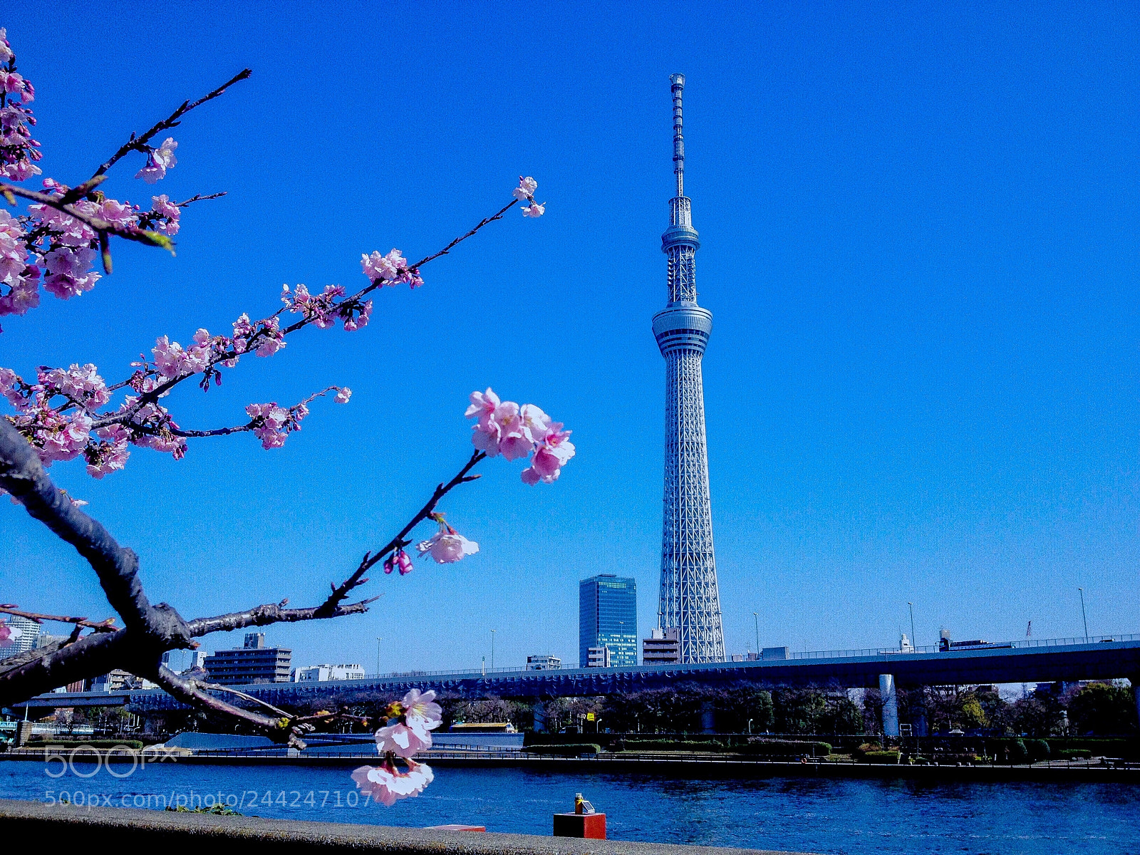 Apple iPhone 4S sample photo. Sakura, skytree photography