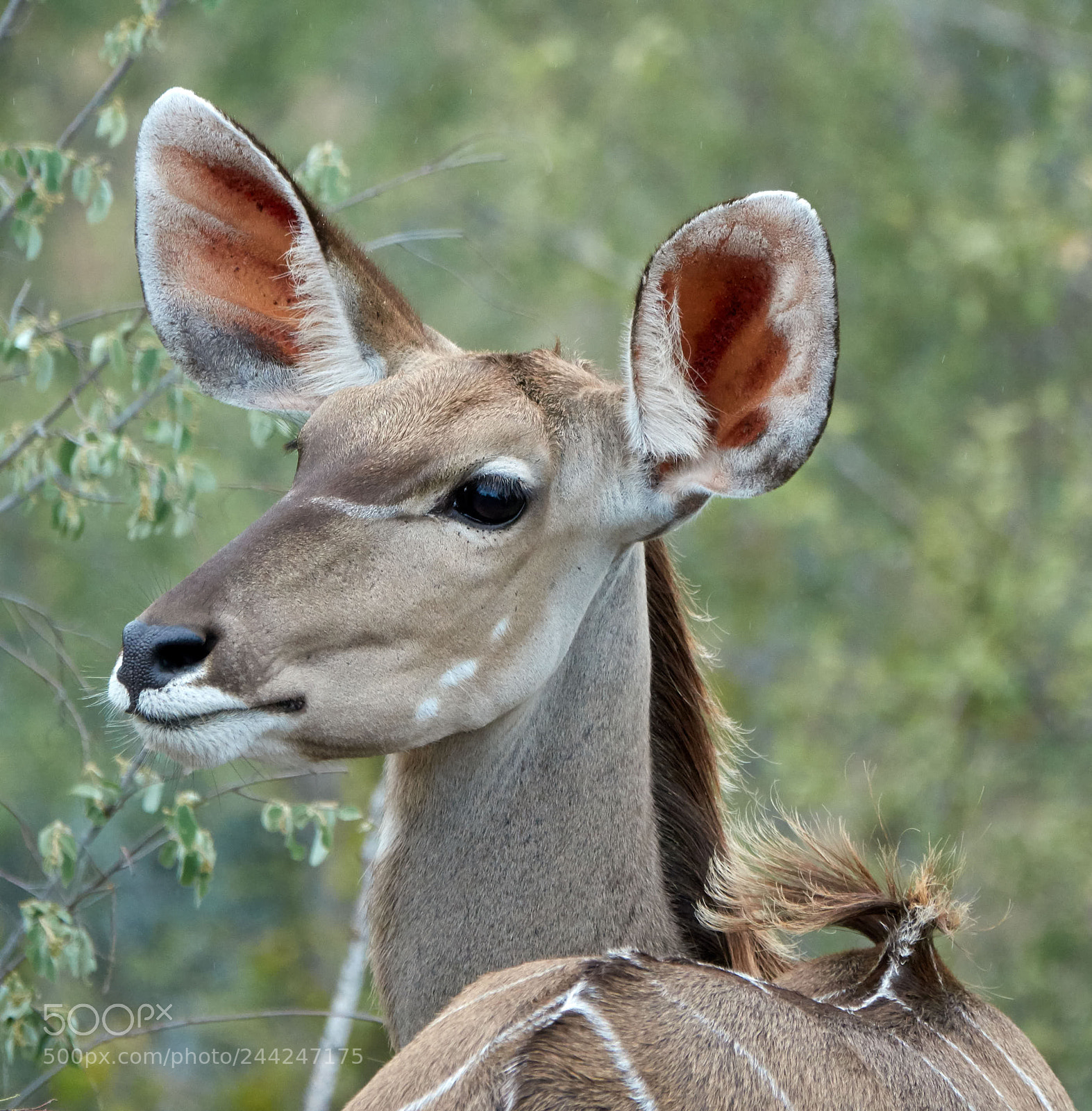 Sony Cyber-shot DSC-RX10 III sample photo. Female kudu, south africa photography