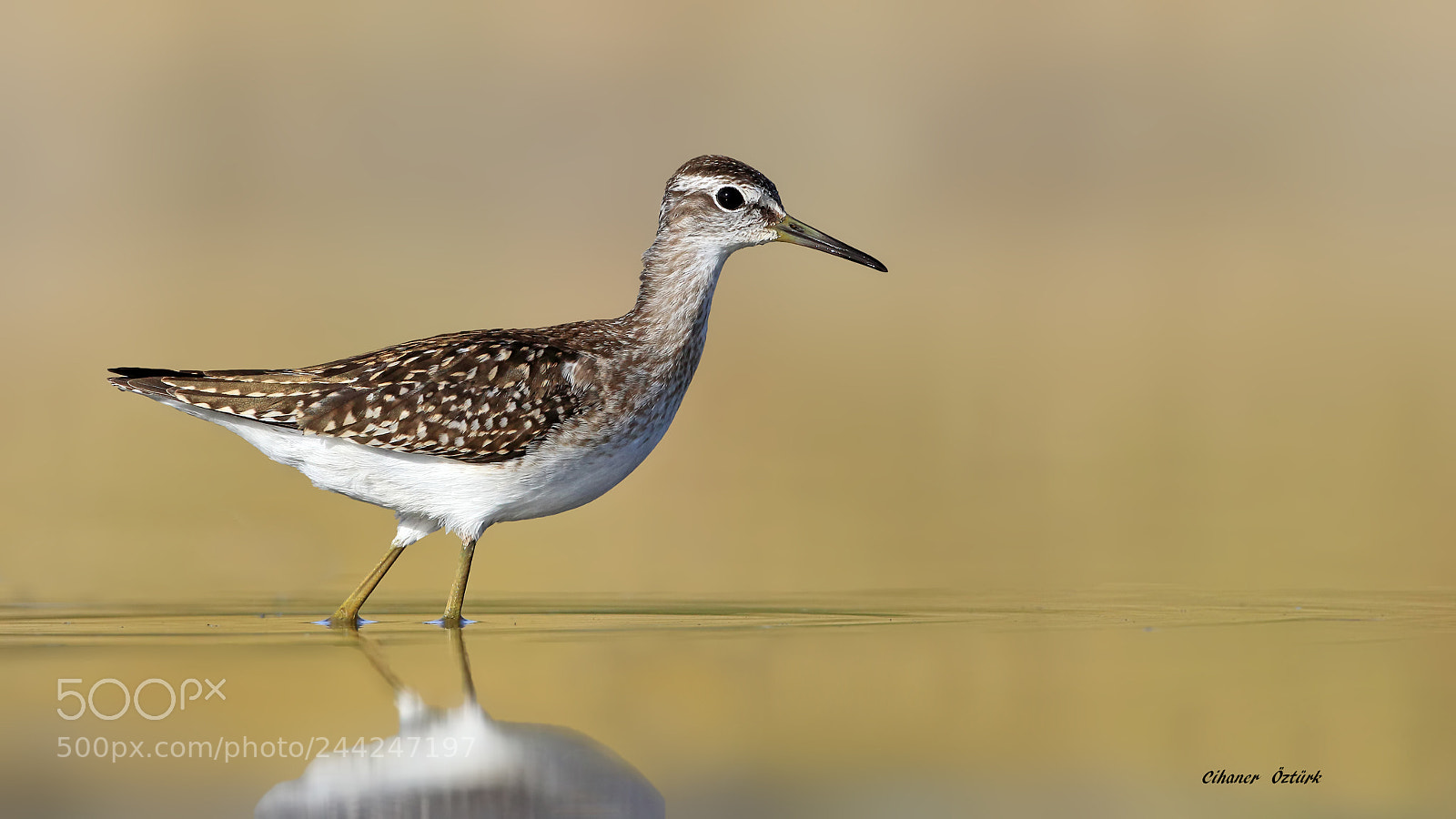 Canon EOS 7D Mark II sample photo. Wood sandpiper photography