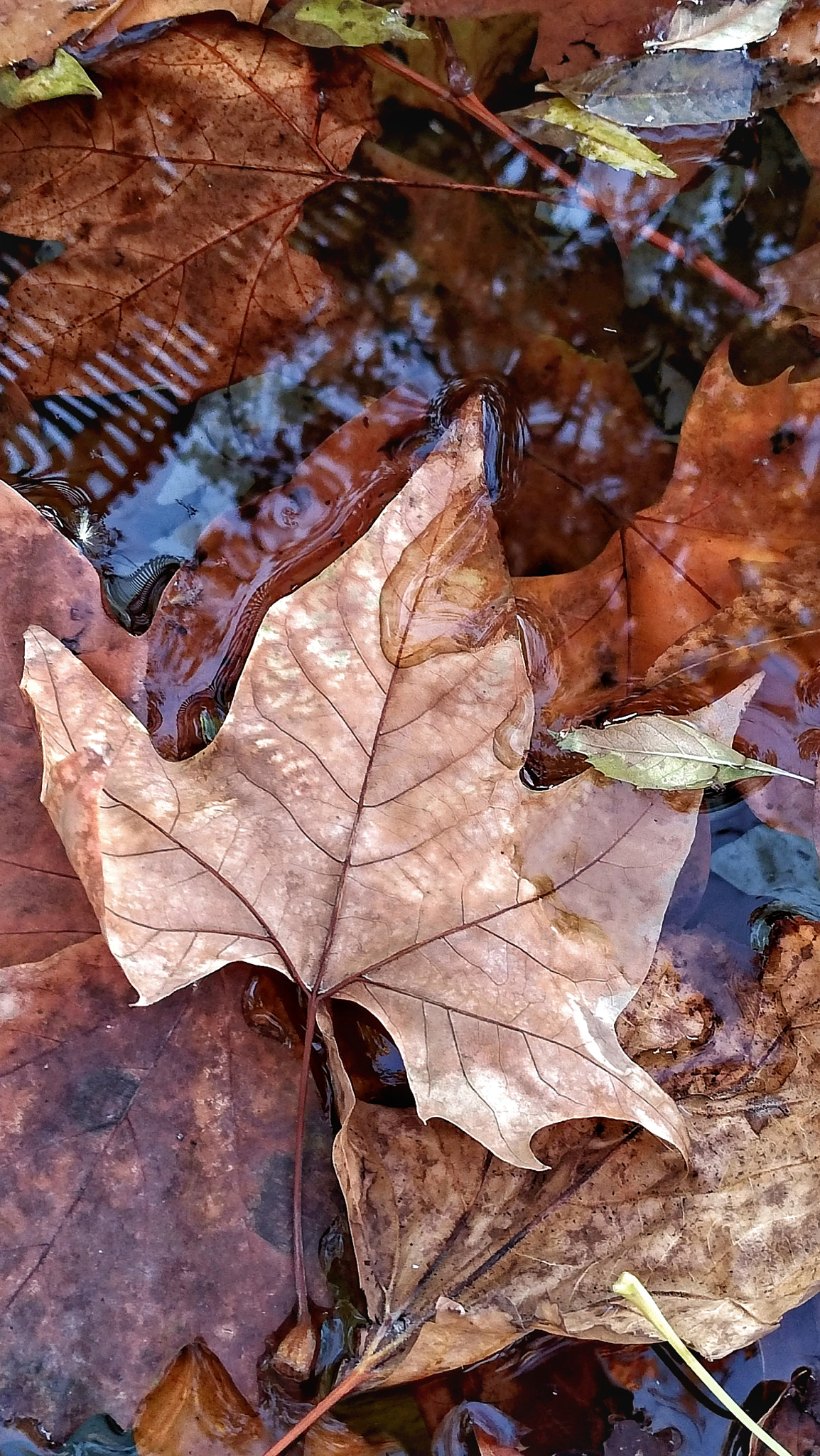ASUS ZenFone 4 (ZE554KL) sample photo. Autumn photography