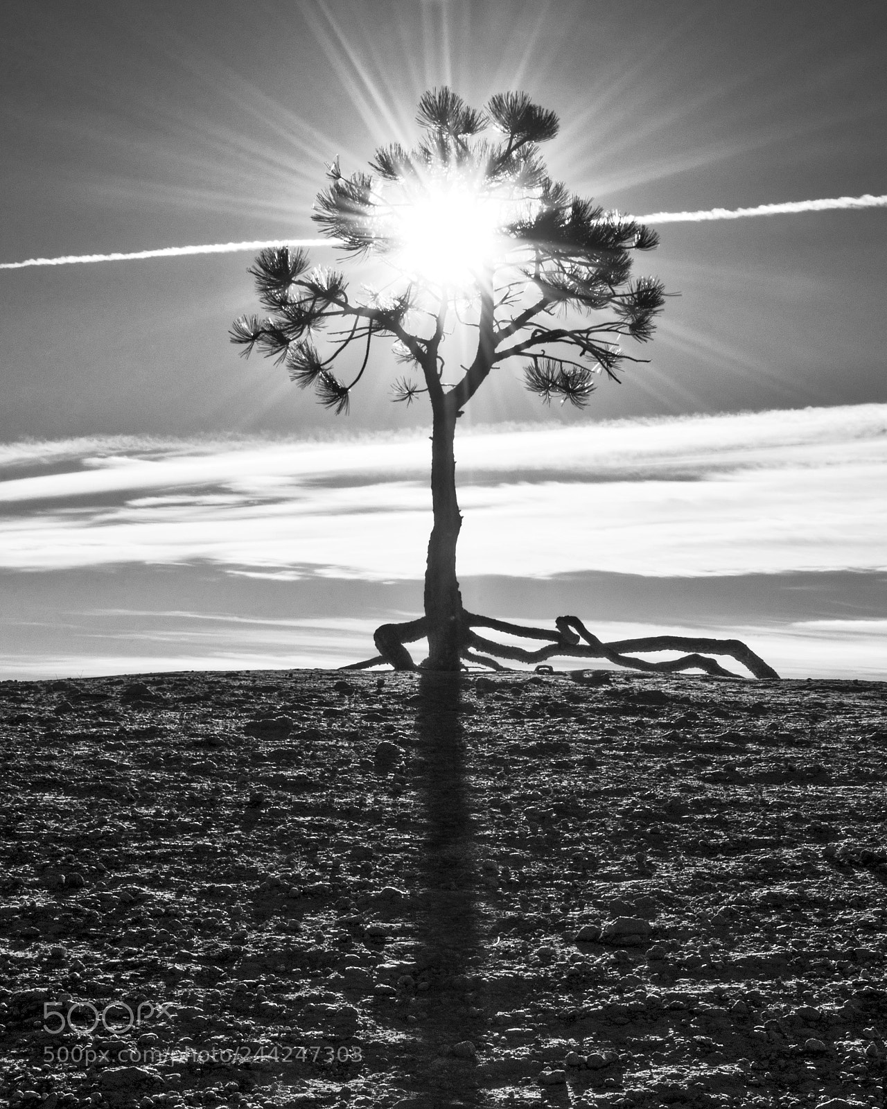 Nikon D7200 sample photo. The sun lights a photography