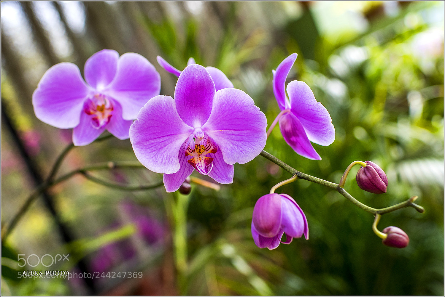 Nikon D810 sample photo. Orchids of sri lanka photography