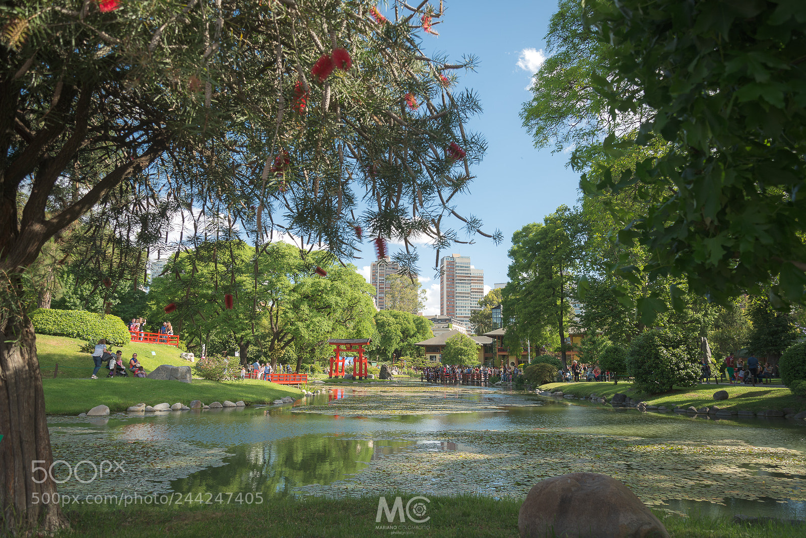 Nikon D610 sample photo. Framing garden photography