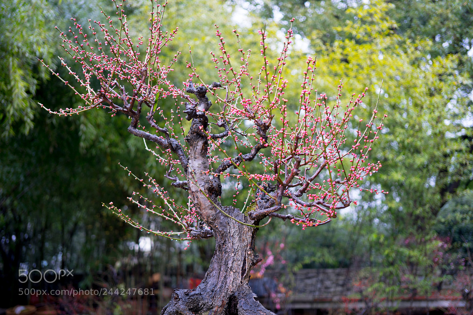 Sony a7 sample photo. Plum blossom and bamboo #1 photography