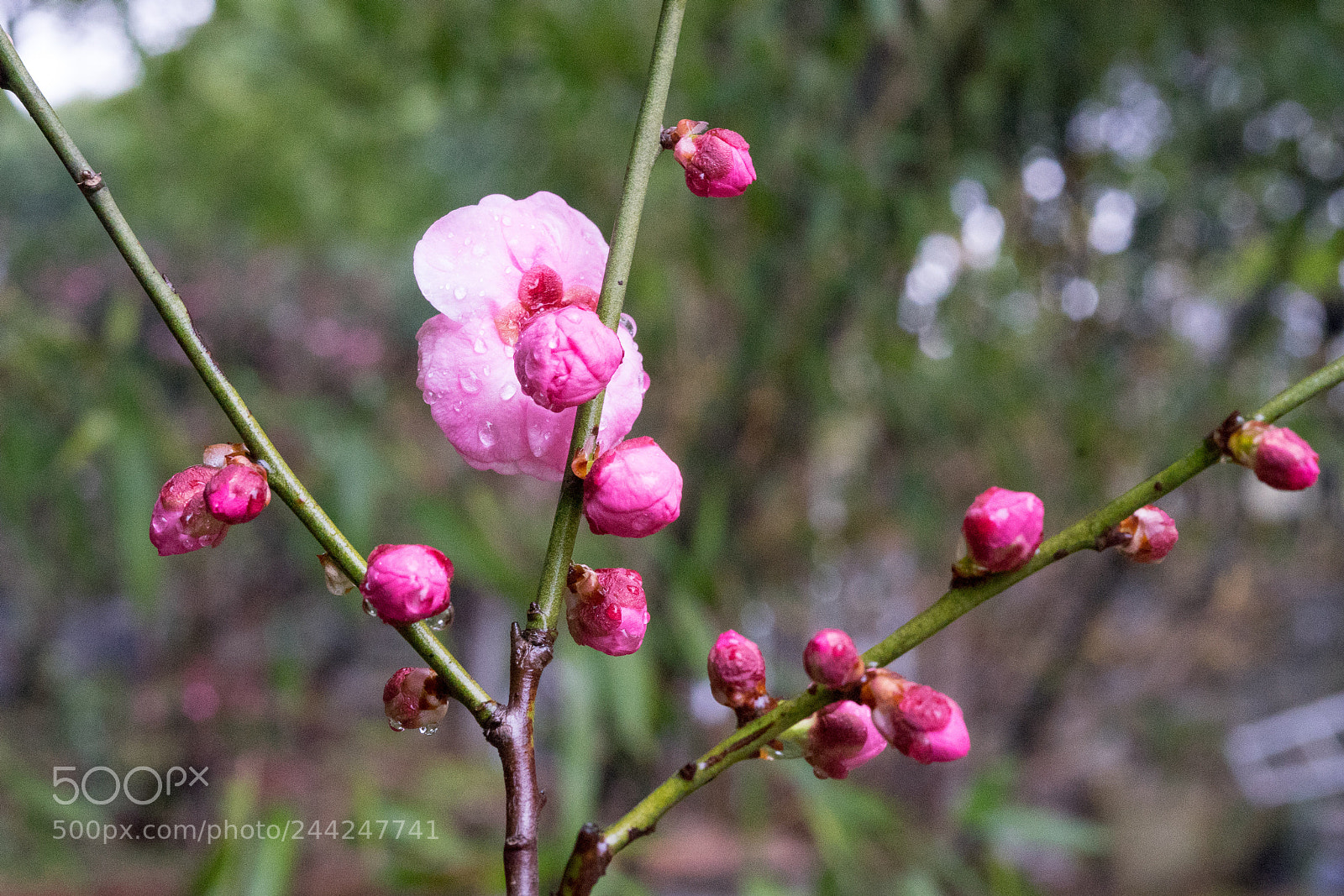 Sony a7 sample photo. Plum blossom and bamboo #2 photography