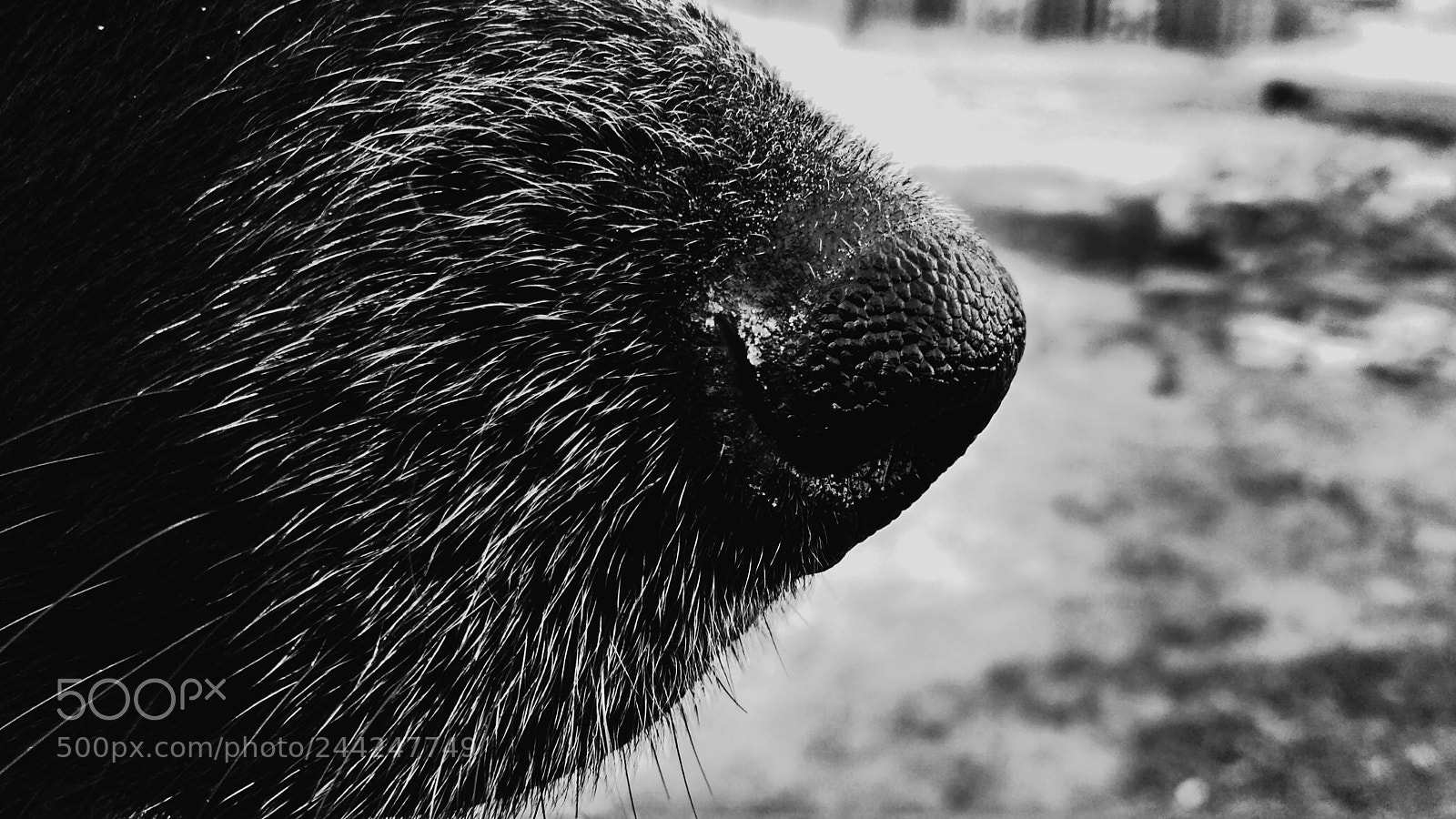 Xiaomi Redmi 3S sample photo. Nose photography