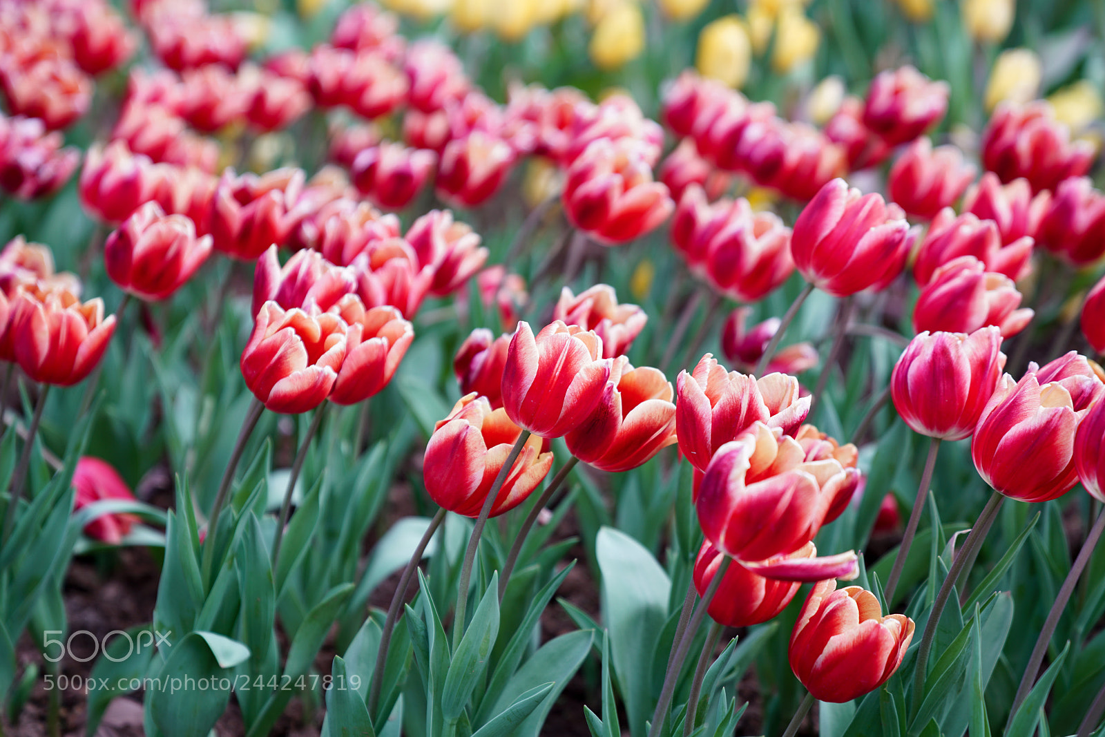 Sony a7R II sample photo. Tulip photography