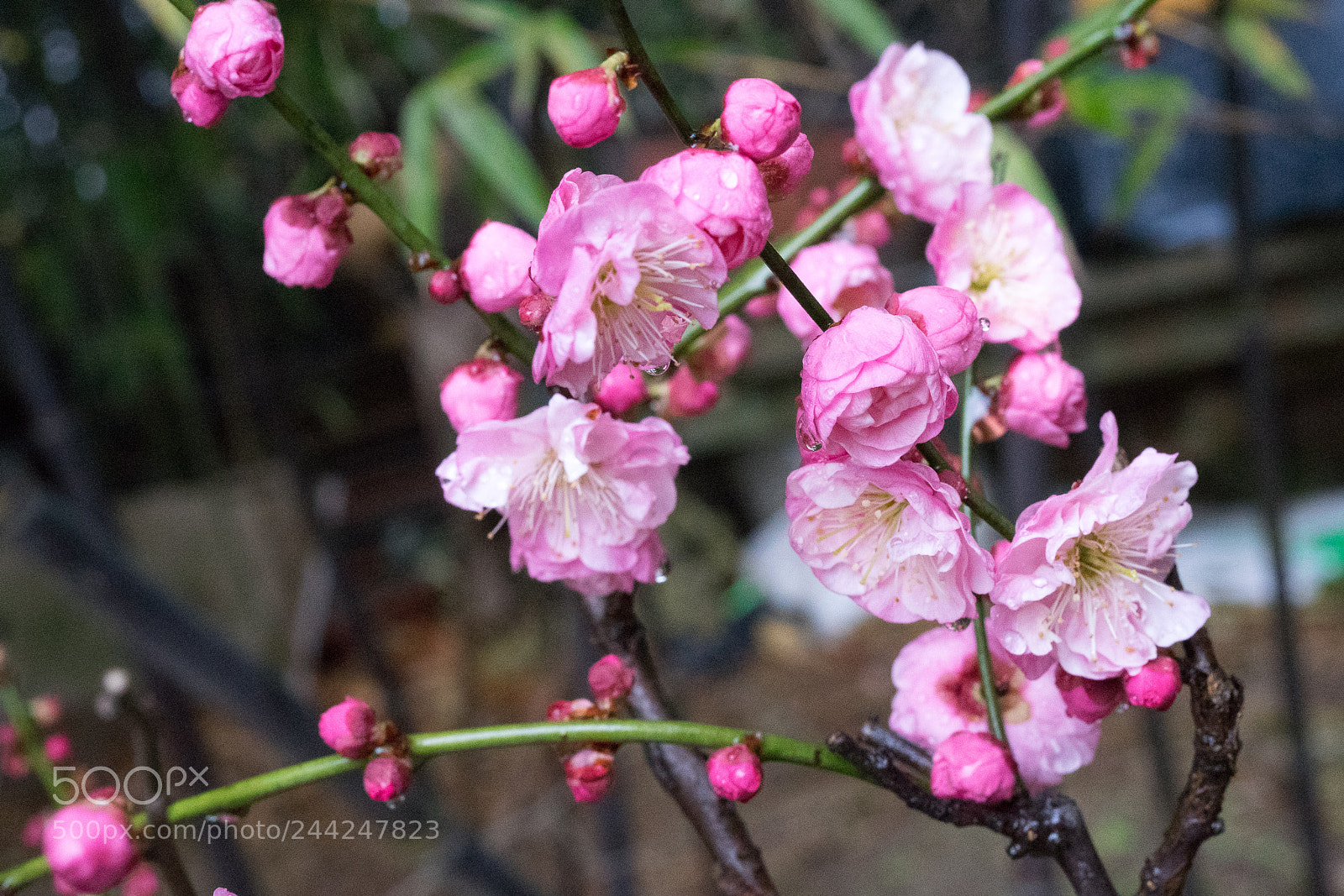 Sony a7 sample photo. Plum blossom and bamboo #4 photography