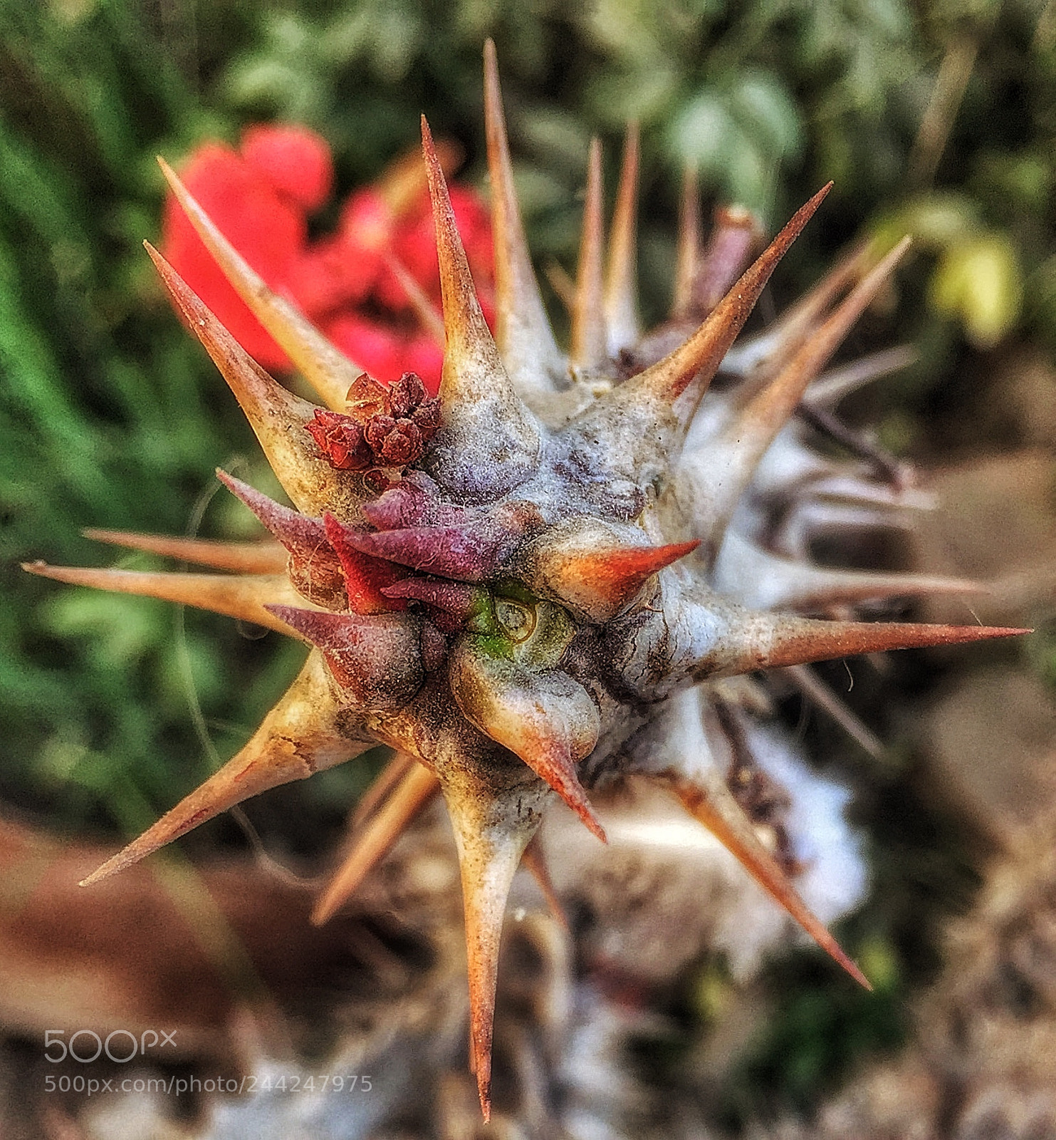 Apple iPhone 6 Plus sample photo. Untitled photography