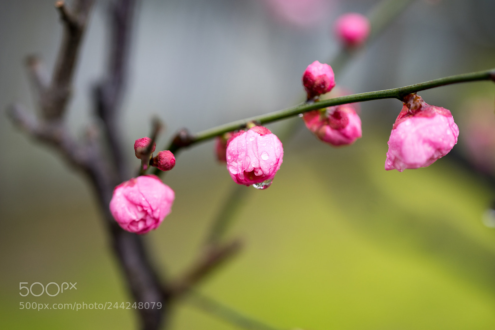 Sony a7 sample photo. Plum blossom photography