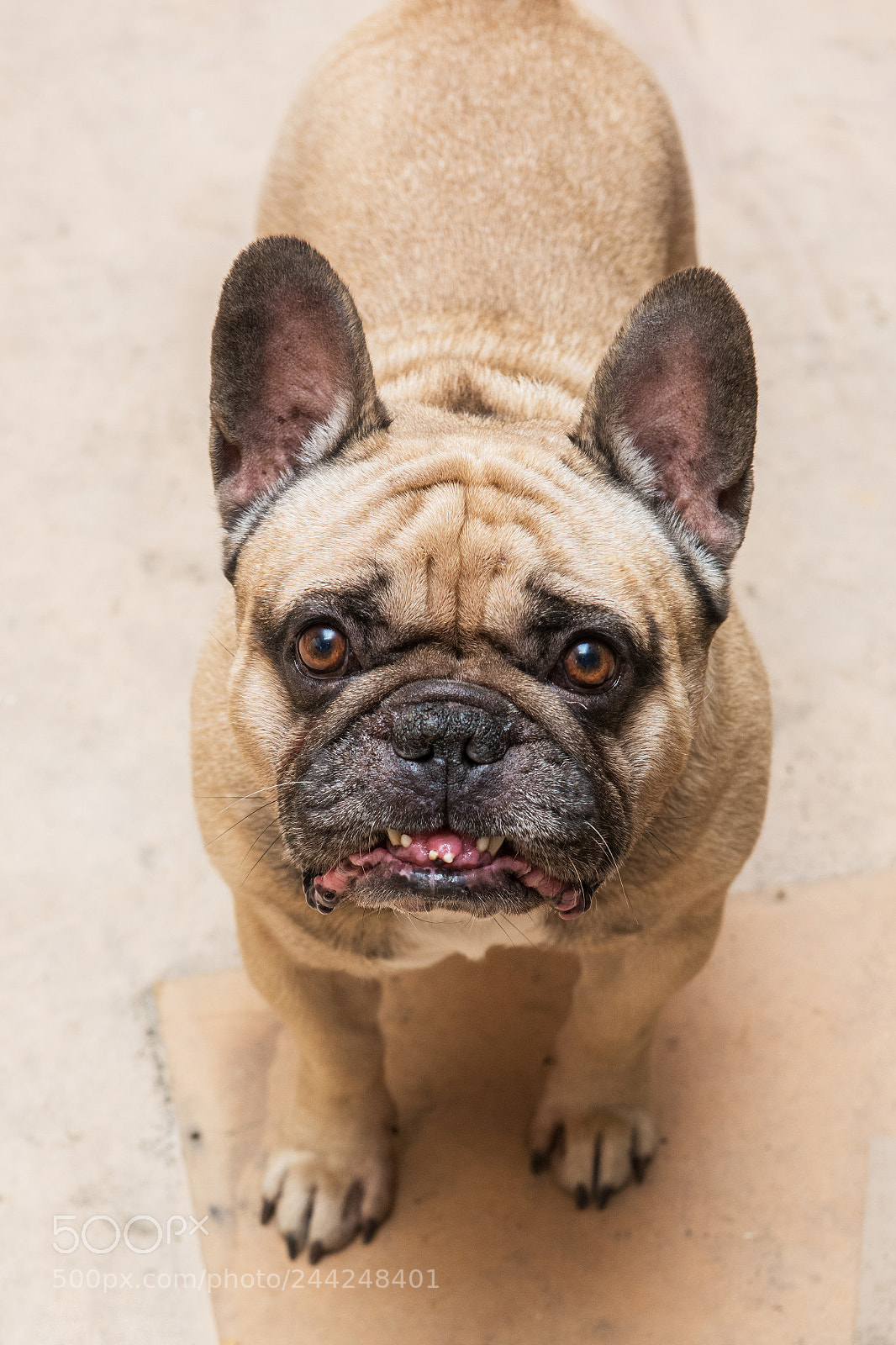 Nikon D810 sample photo. Funny bulldog portrait photography