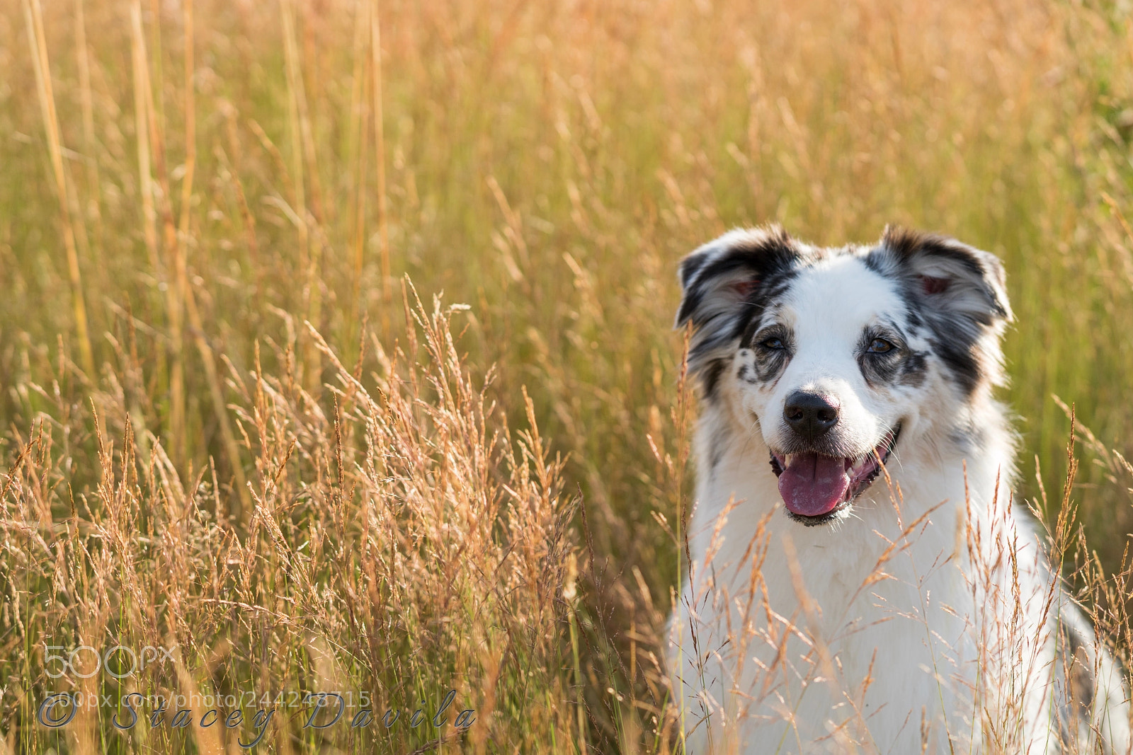 Sony a99 II sample photo. Days of summer photography