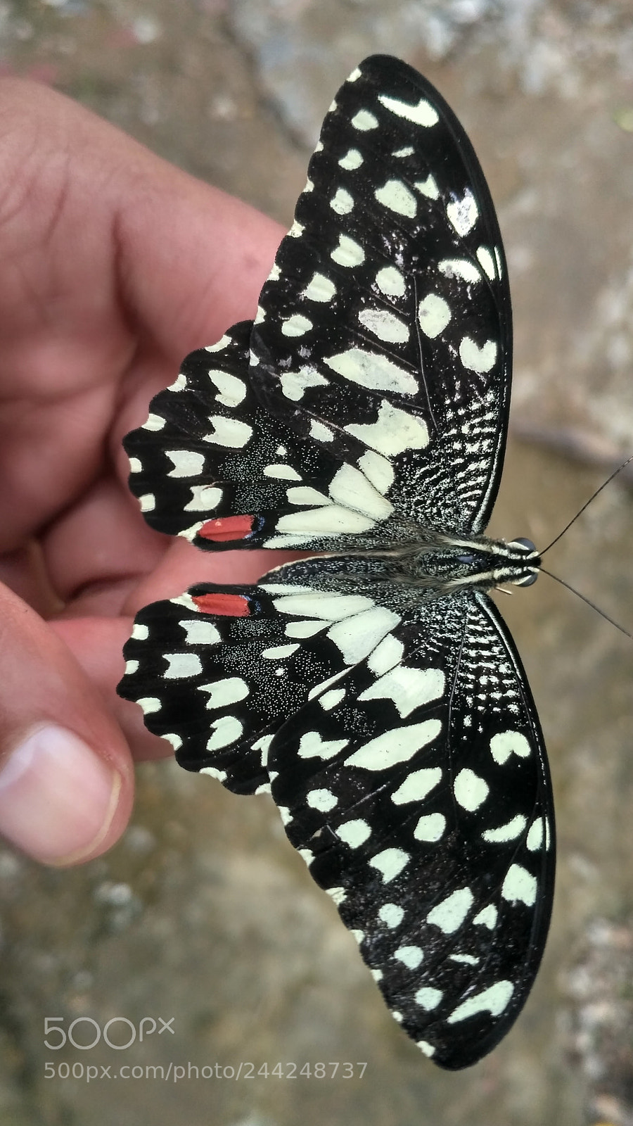 Xiaomi Redmi 3S sample photo. Butterfly photography