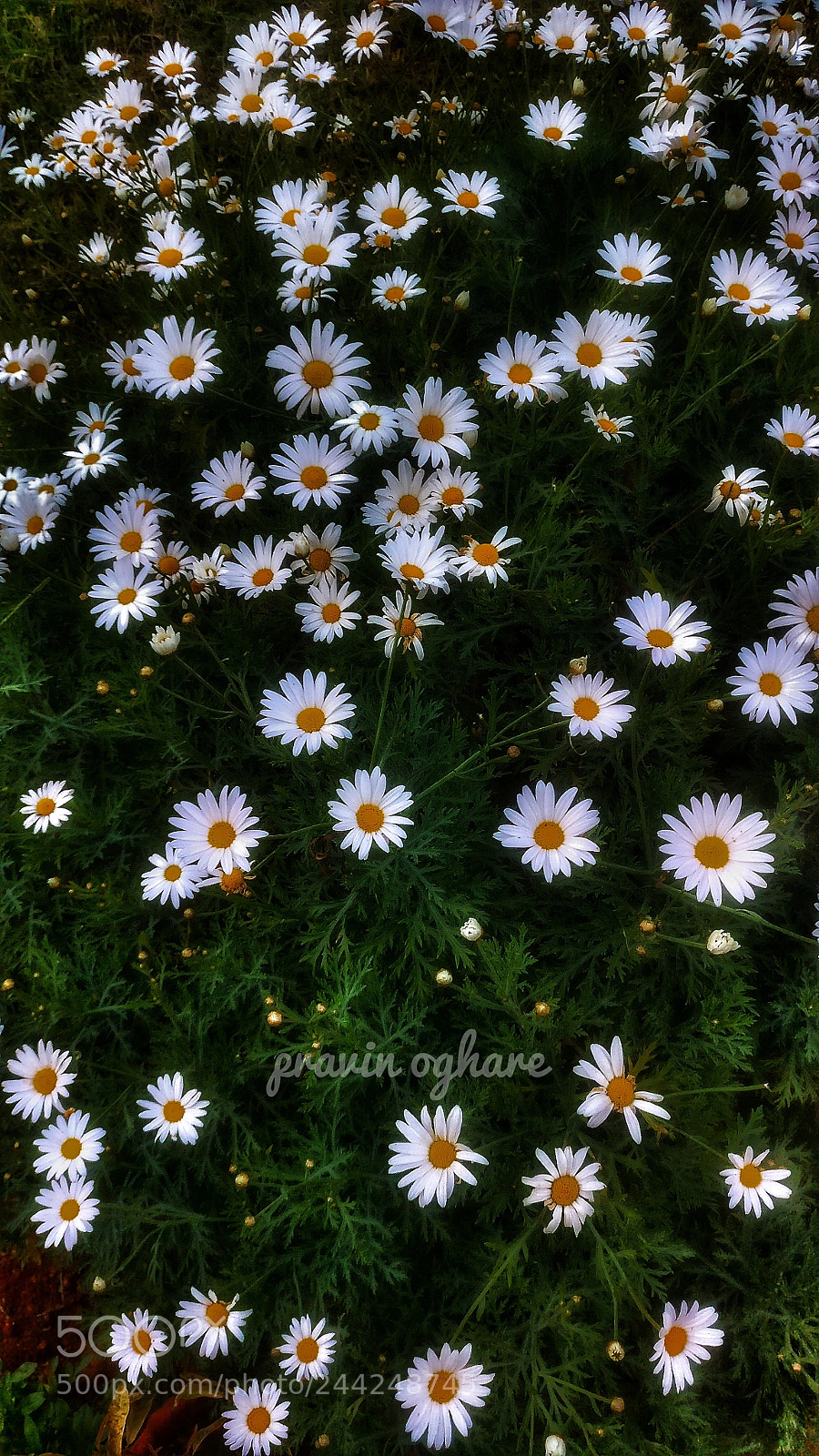 OnePlus A3003 sample photo. Flower bed photography