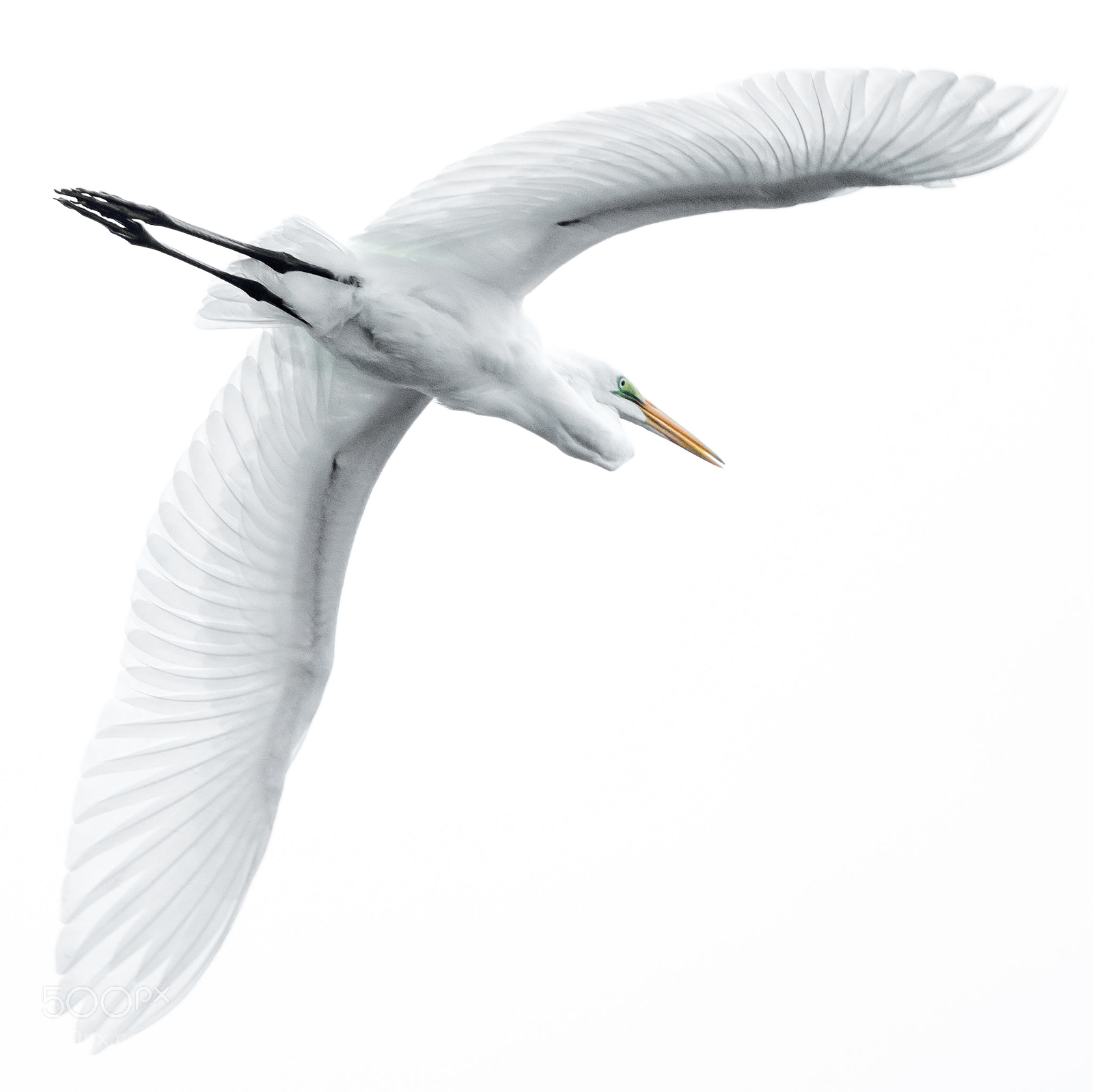 Nikon D810 sample photo. Great egret photography