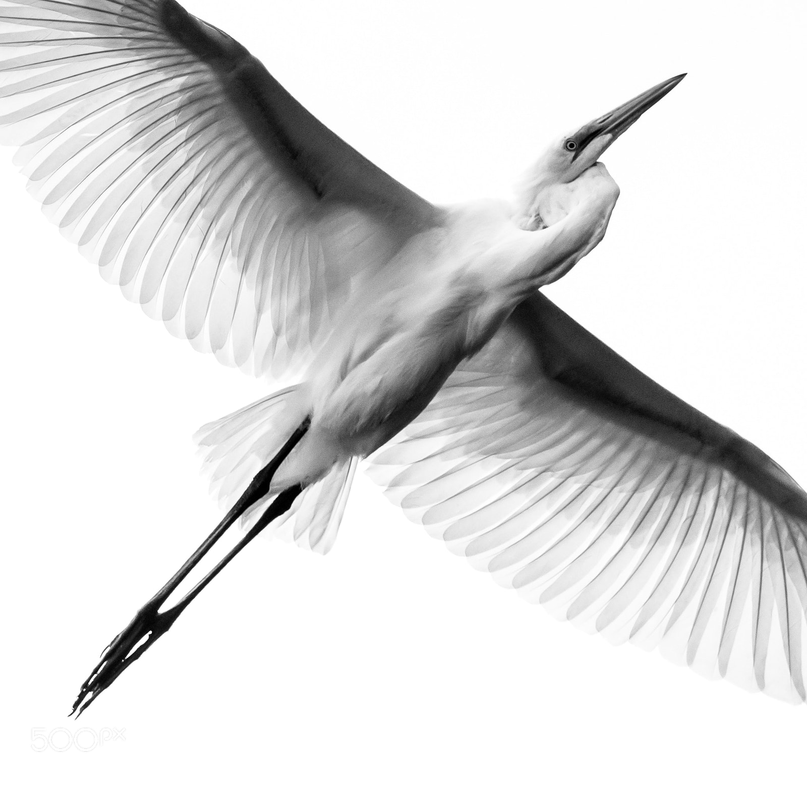 Nikon D810 sample photo. Great egret ii photography