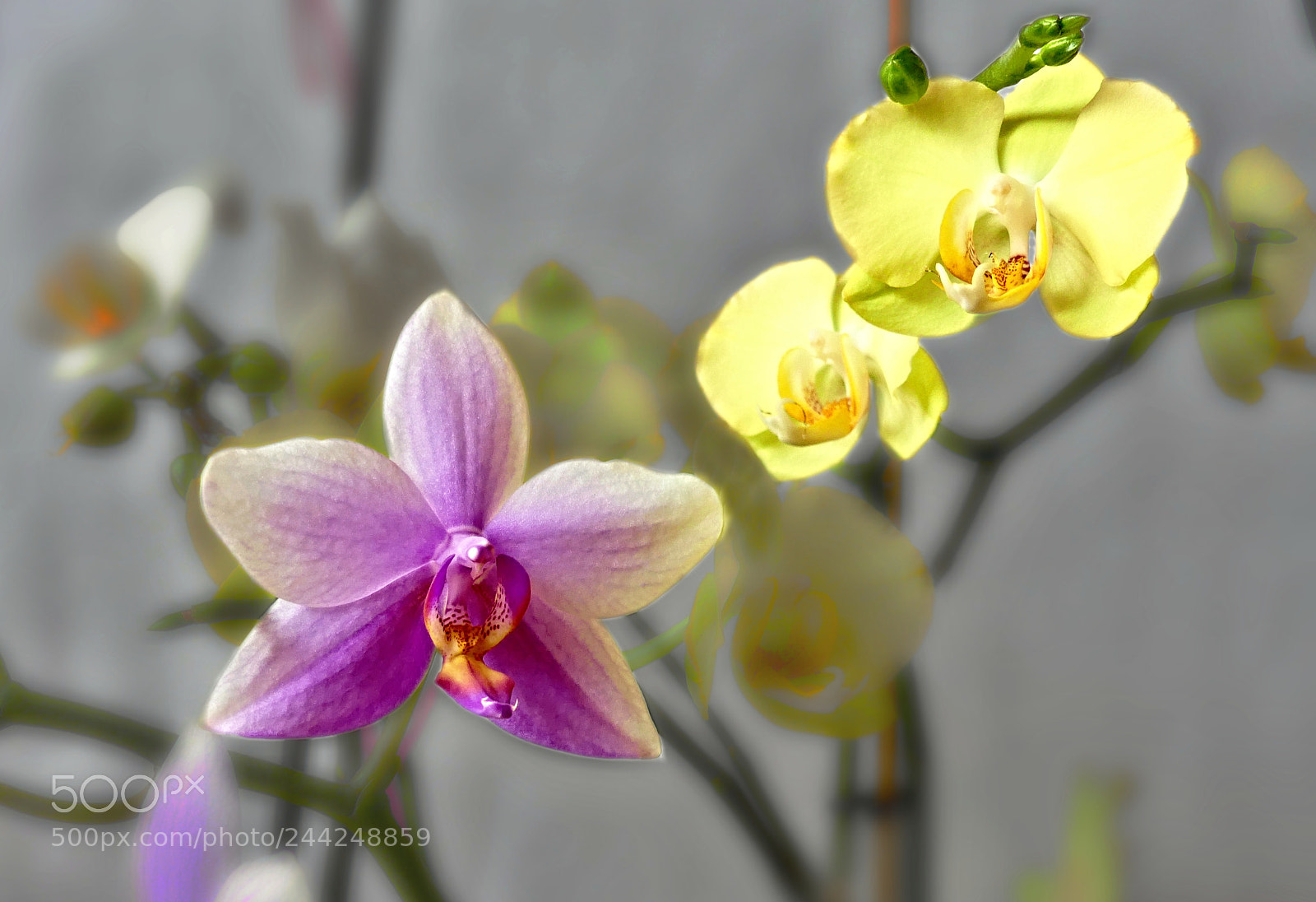 Panasonic Lumix DMC-FZ300 sample photo. Flowers photography