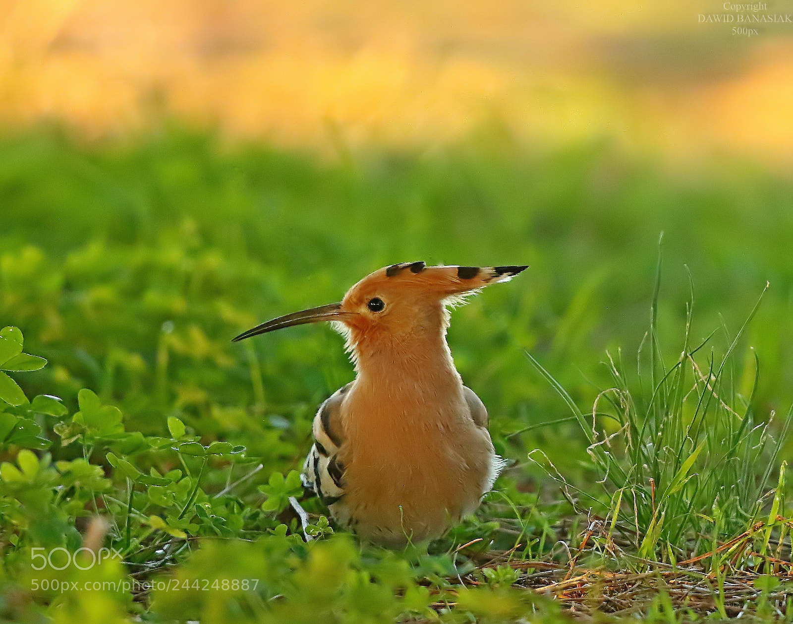 Canon EOS 7D Mark II sample photo. Hoopoe photography