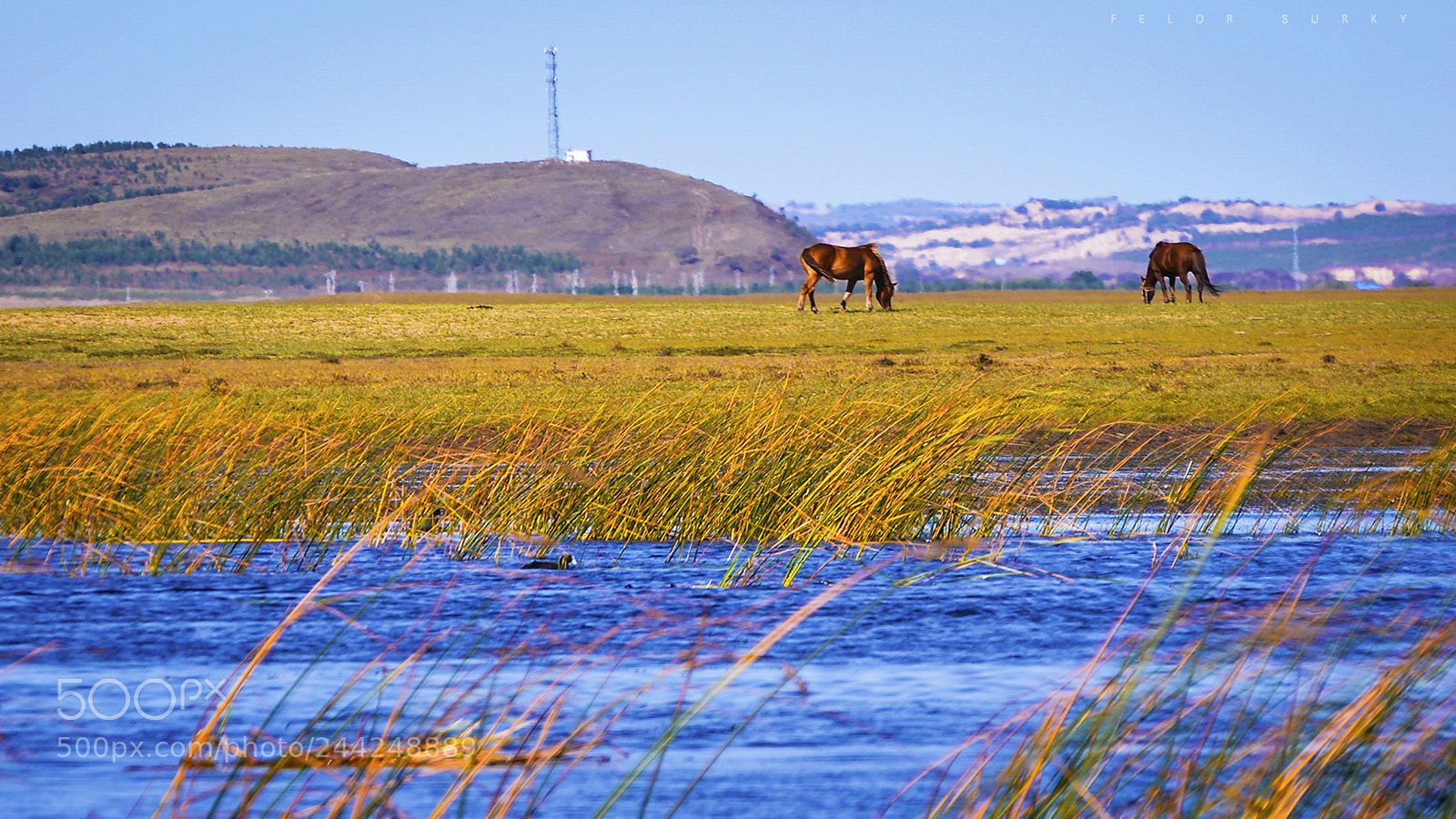 Nikon D800 sample photo. Beside the lake, near photography
