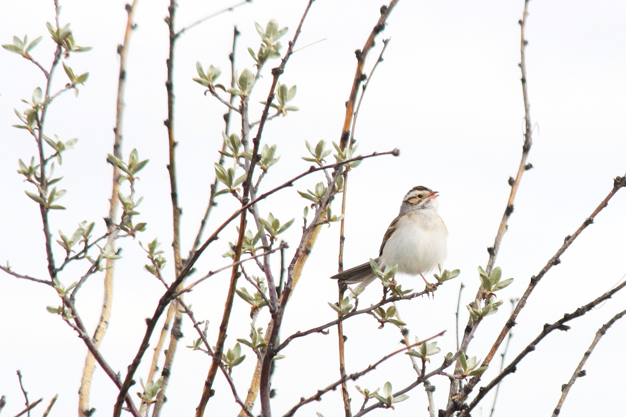 Canon EF-S 55-250mm F4-5.6 IS II sample photo. Morning song photography