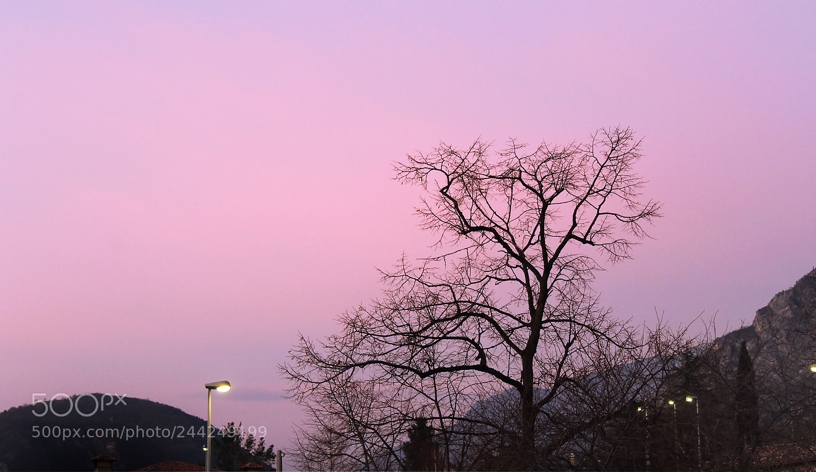 Canon EOS 1200D (EOS Rebel T5 / EOS Kiss X70 / EOS Hi) sample photo. The black tree in photography