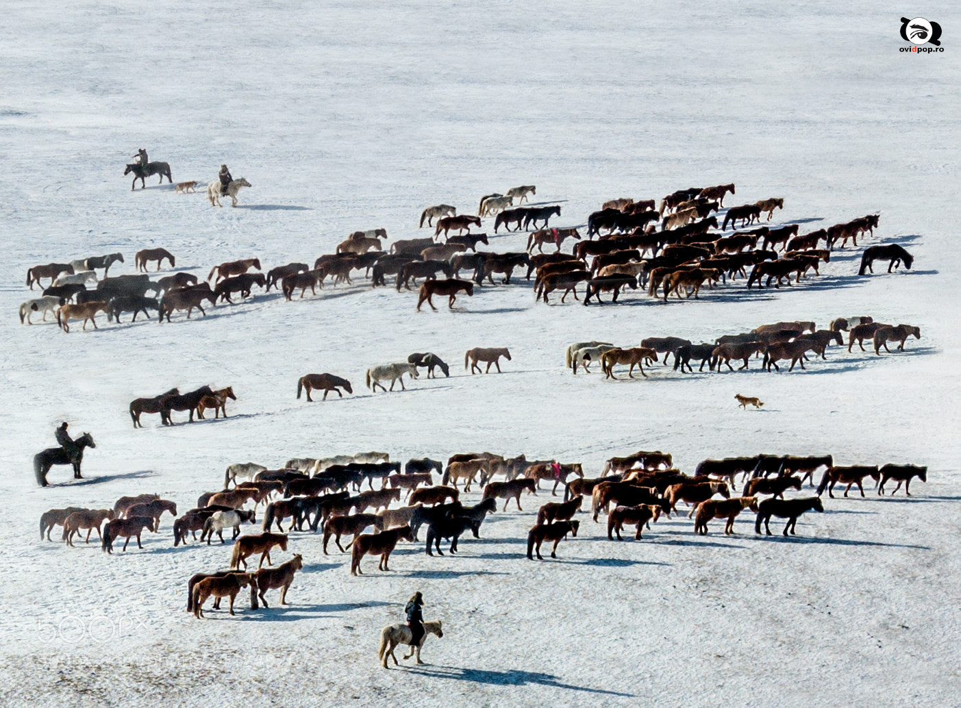 DJI FC220 sample photo. Horse power photography
