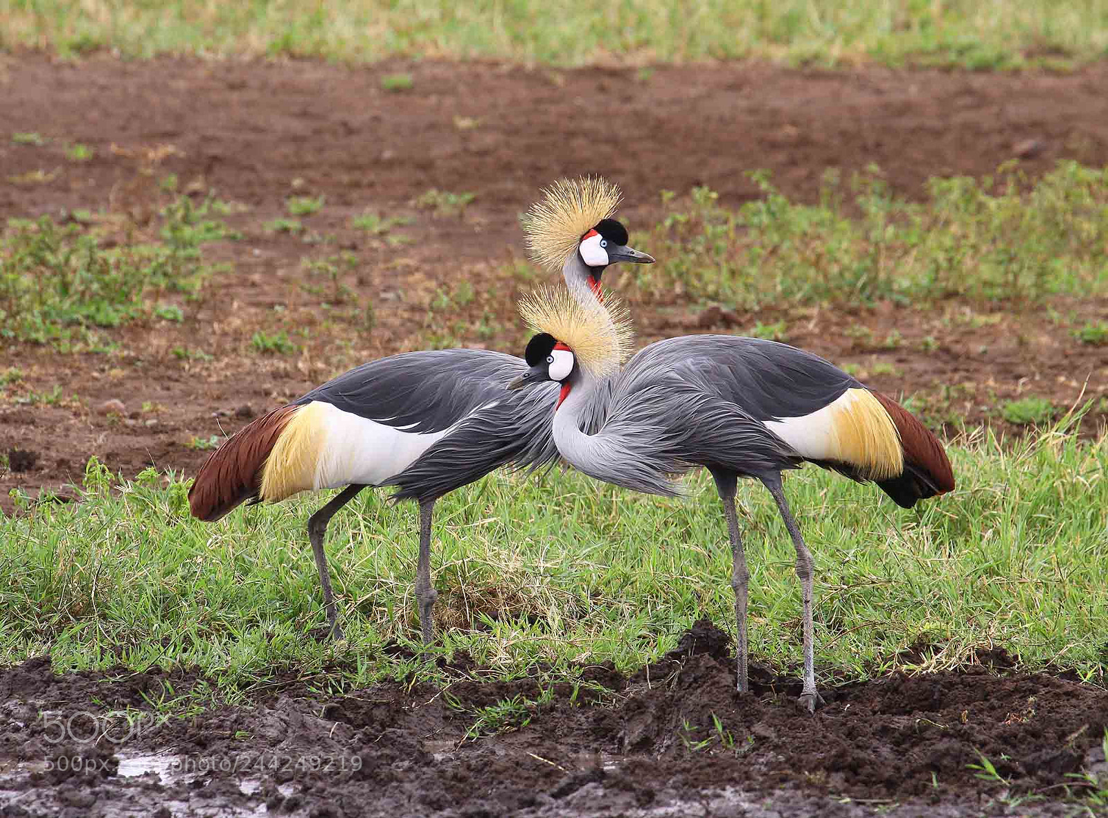 Canon EOS 50D sample photo. Grey crowned crane male photography