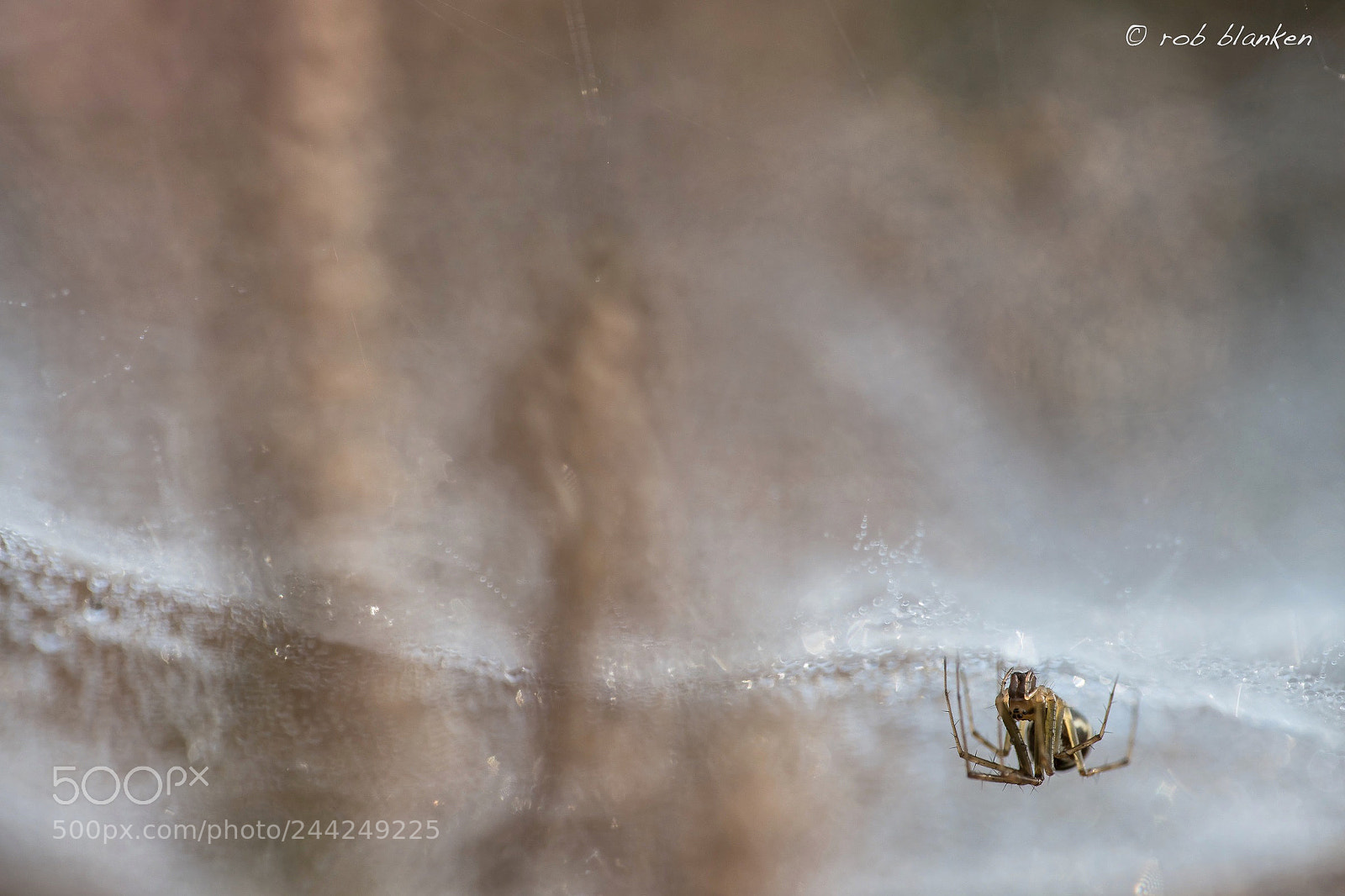 Nikon D850 sample photo. Small spider, big world photography