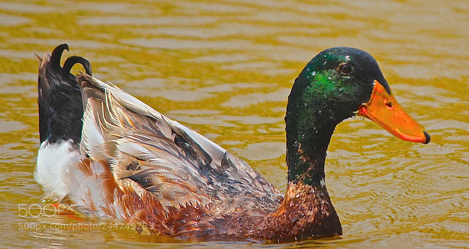Canon EOS 1100D (EOS Rebel T3 / EOS Kiss X50) sample photo. Mallard duck photography