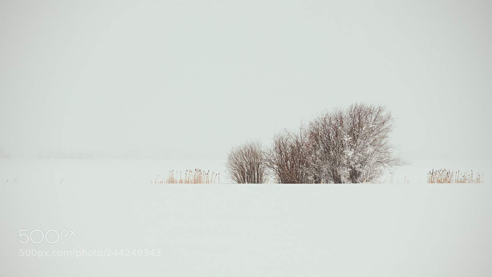 Nikon D850 sample photo. Willows and bulrushes in photography