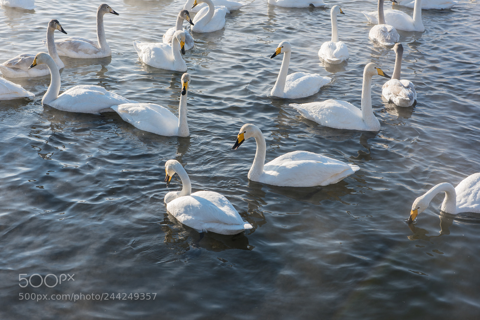 Nikon D810 sample photo. Beautiful white whooping swans photography