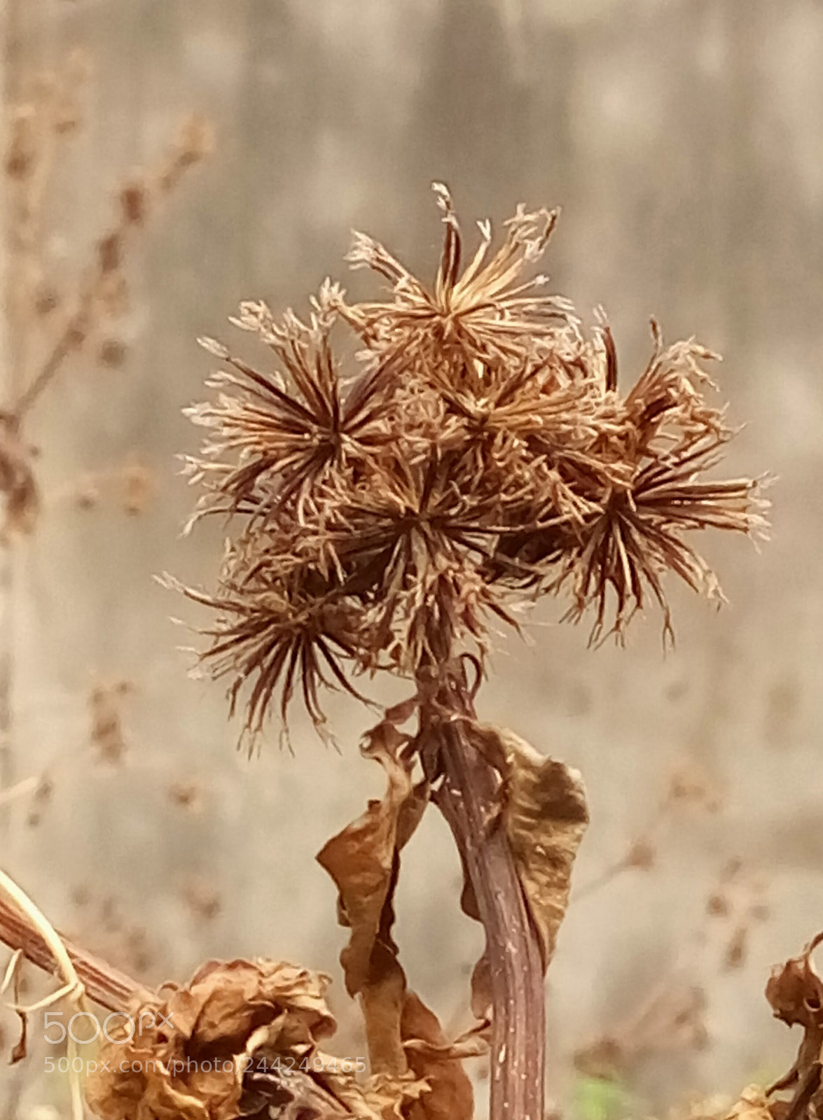 HTC D728X sample photo. Last blossom photography
