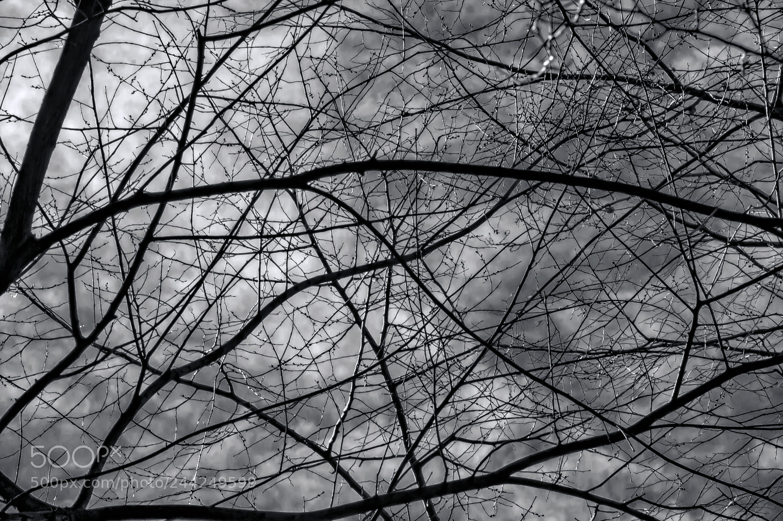 Canon EOS 60D sample photo. Branches clouds and sky photography